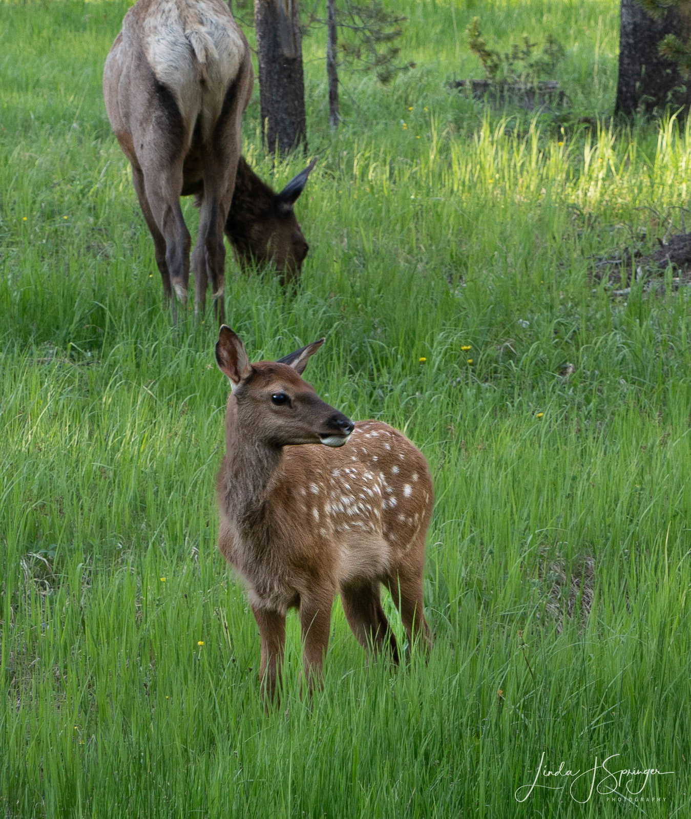 Elk