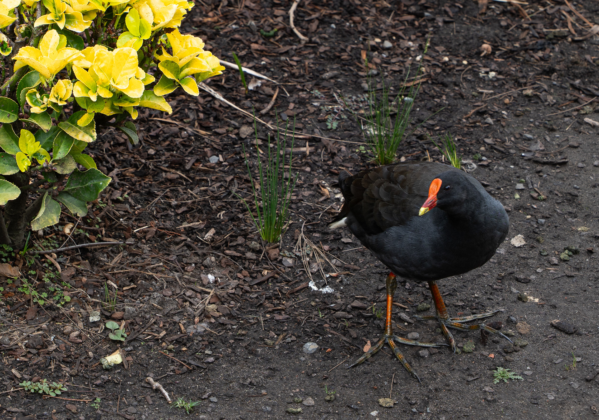 Dusky Moorhen in Royal Botanic Gardens