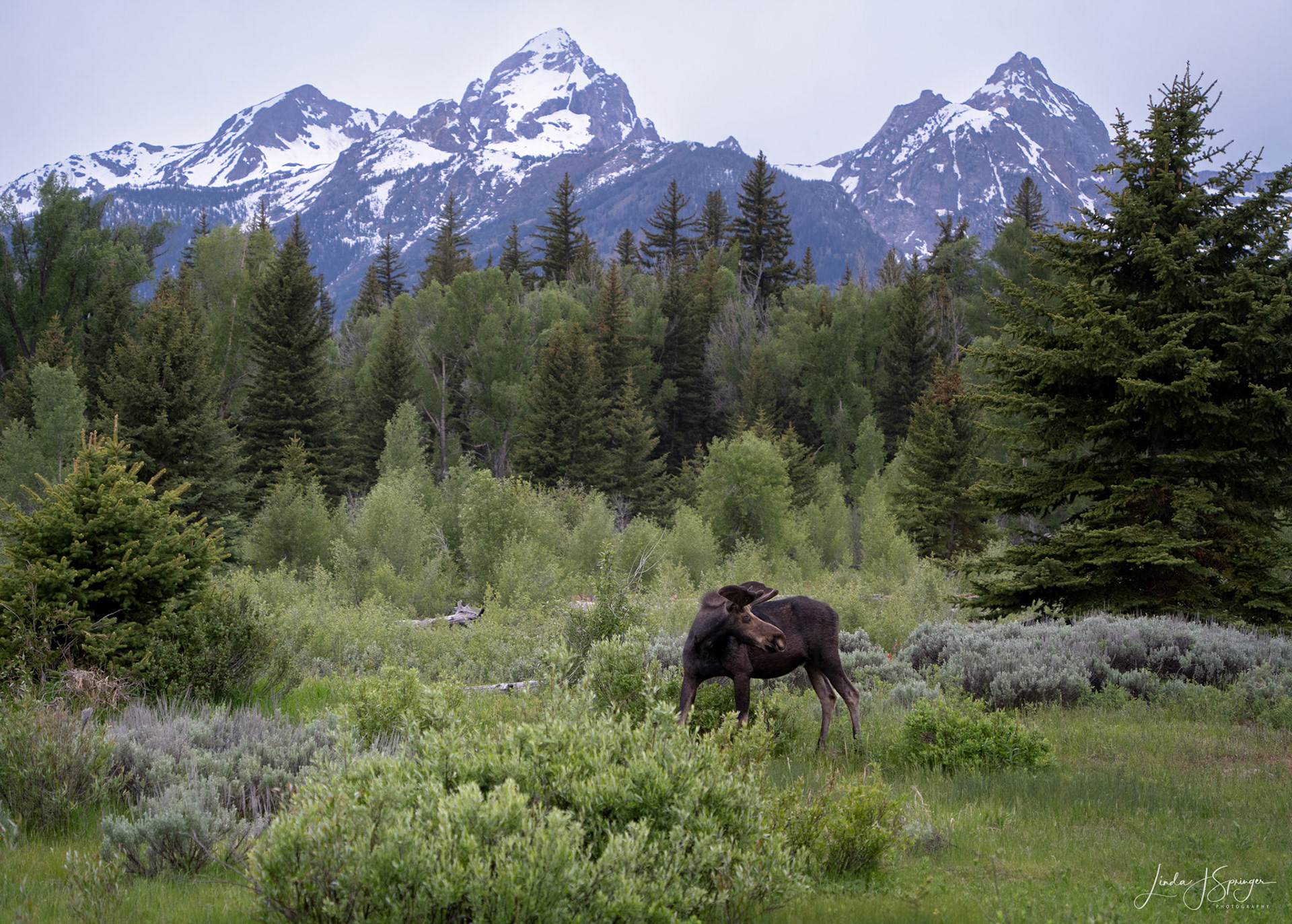 Moose at Schwabacher Landing