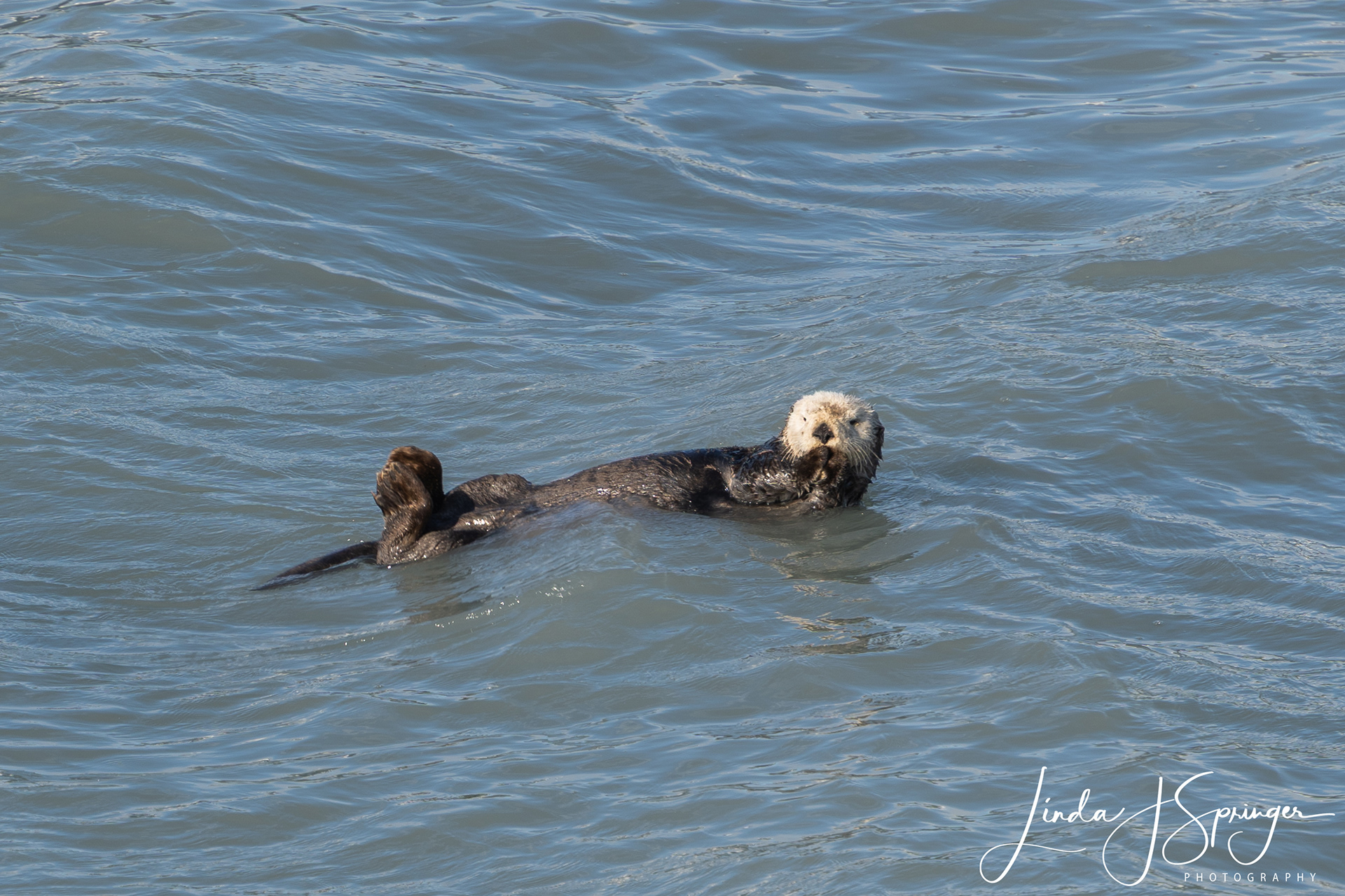 Sea Otter