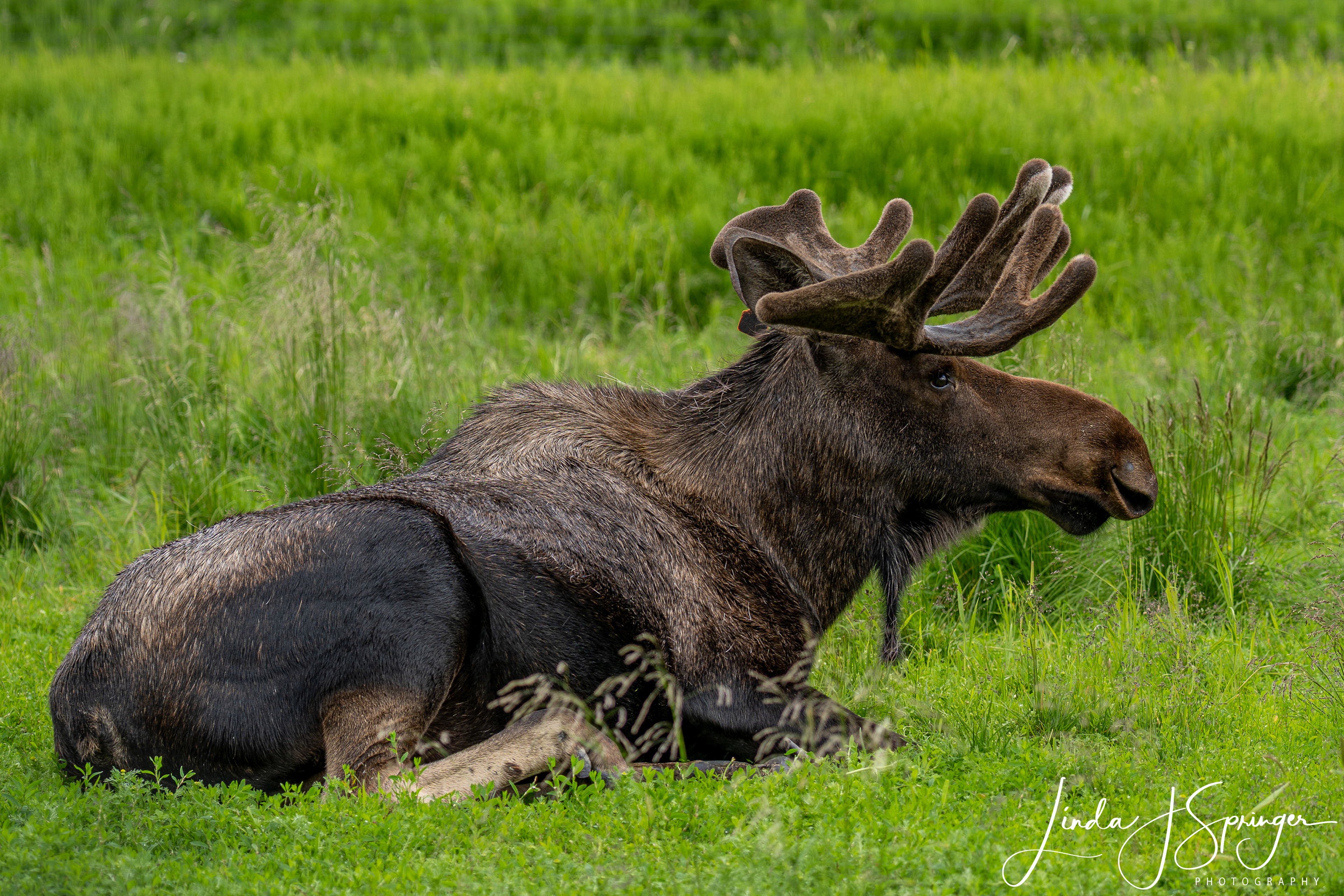 Moose at Alaska Wildlife Conservation Center