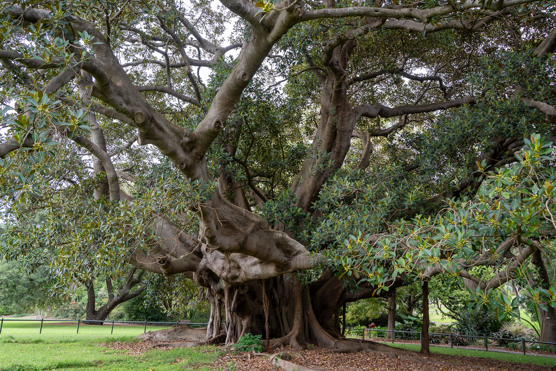 Royal Botanic Gardens