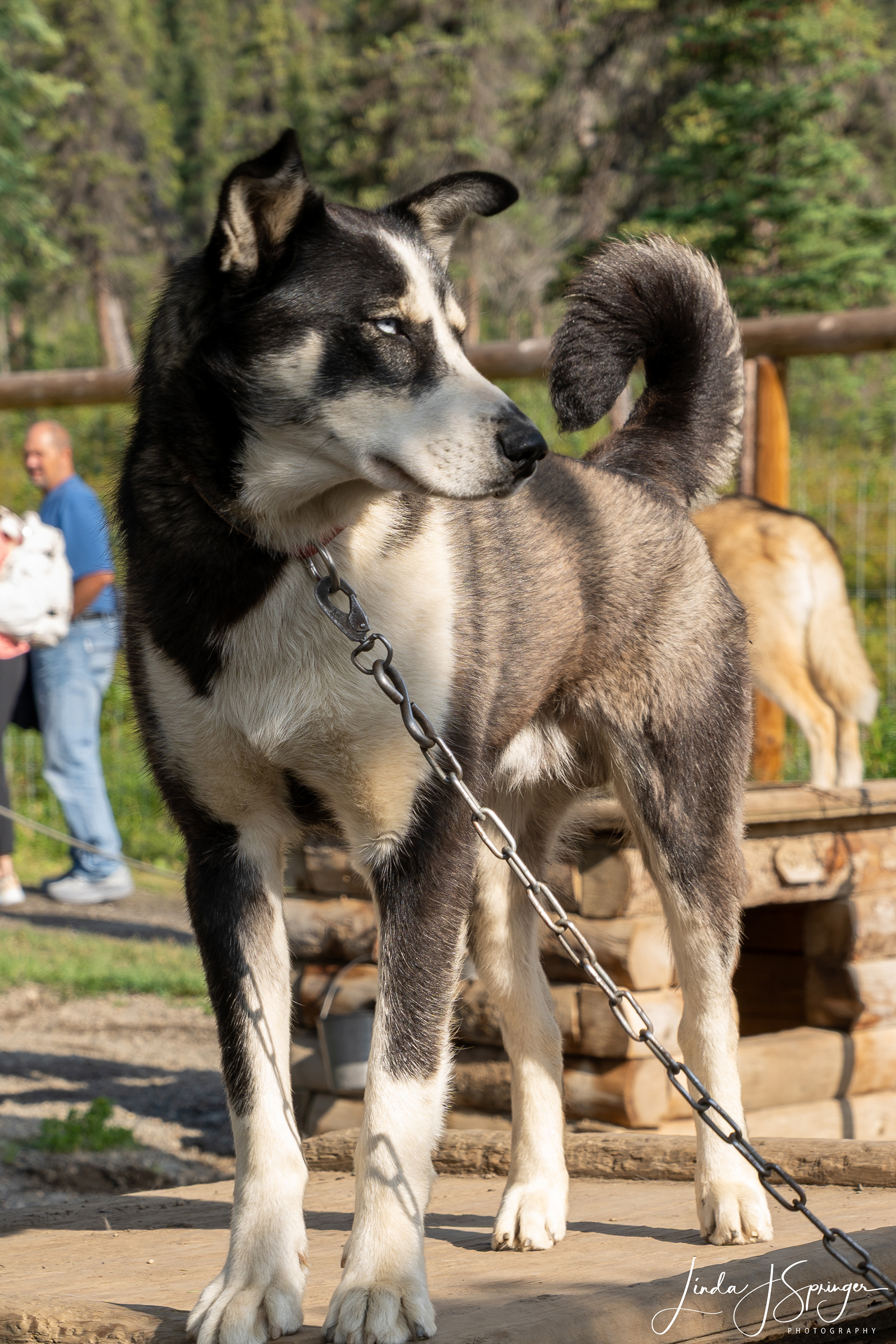 Working Sled Dog used by Denali National Park service
