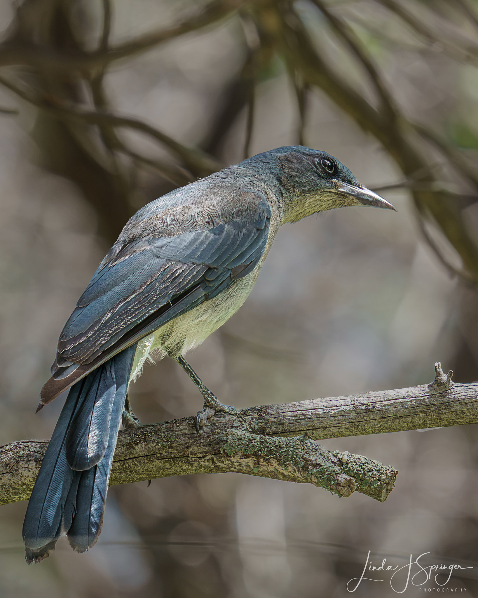 Mexican Jay
