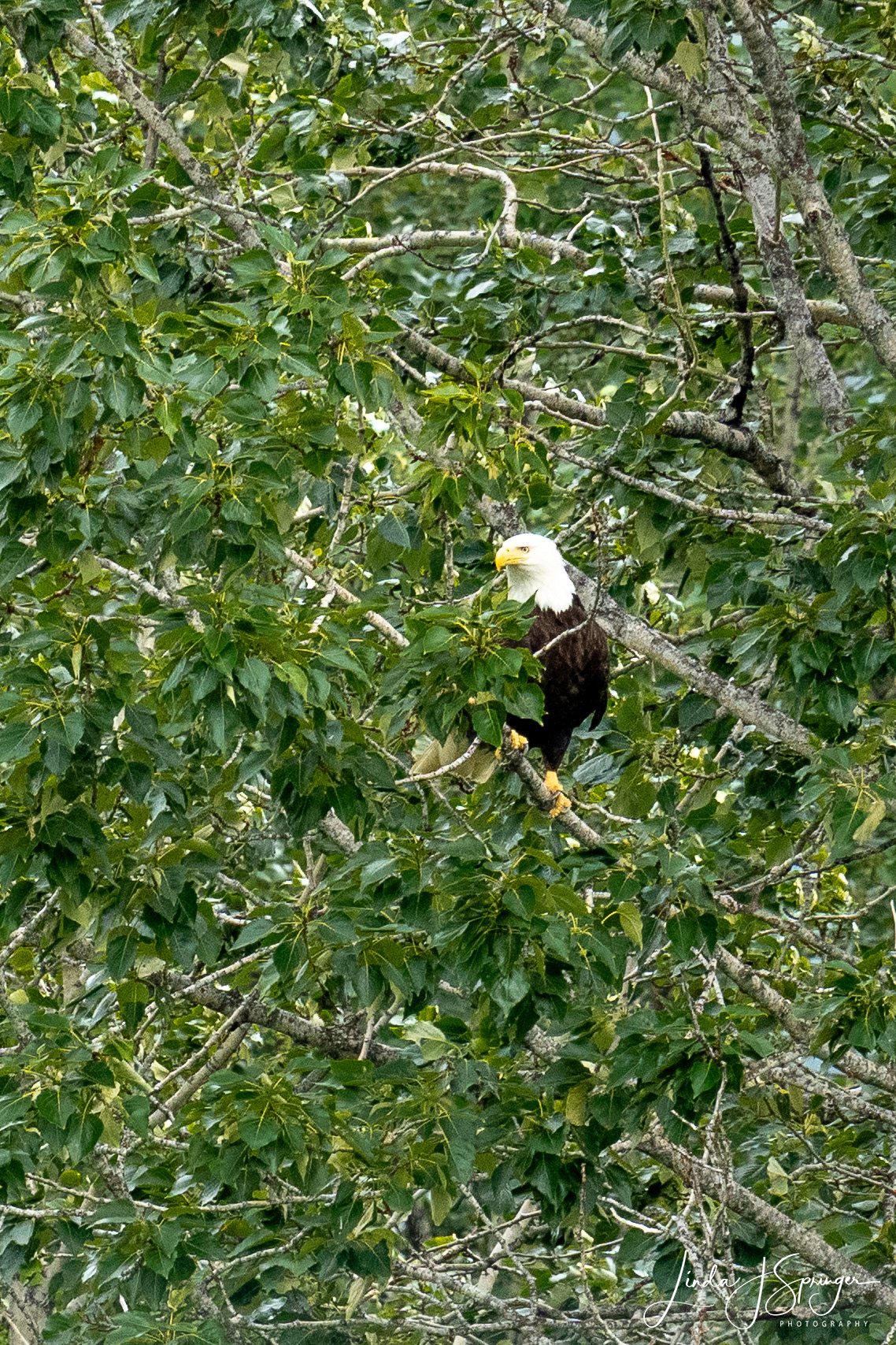 Bald Eagle
