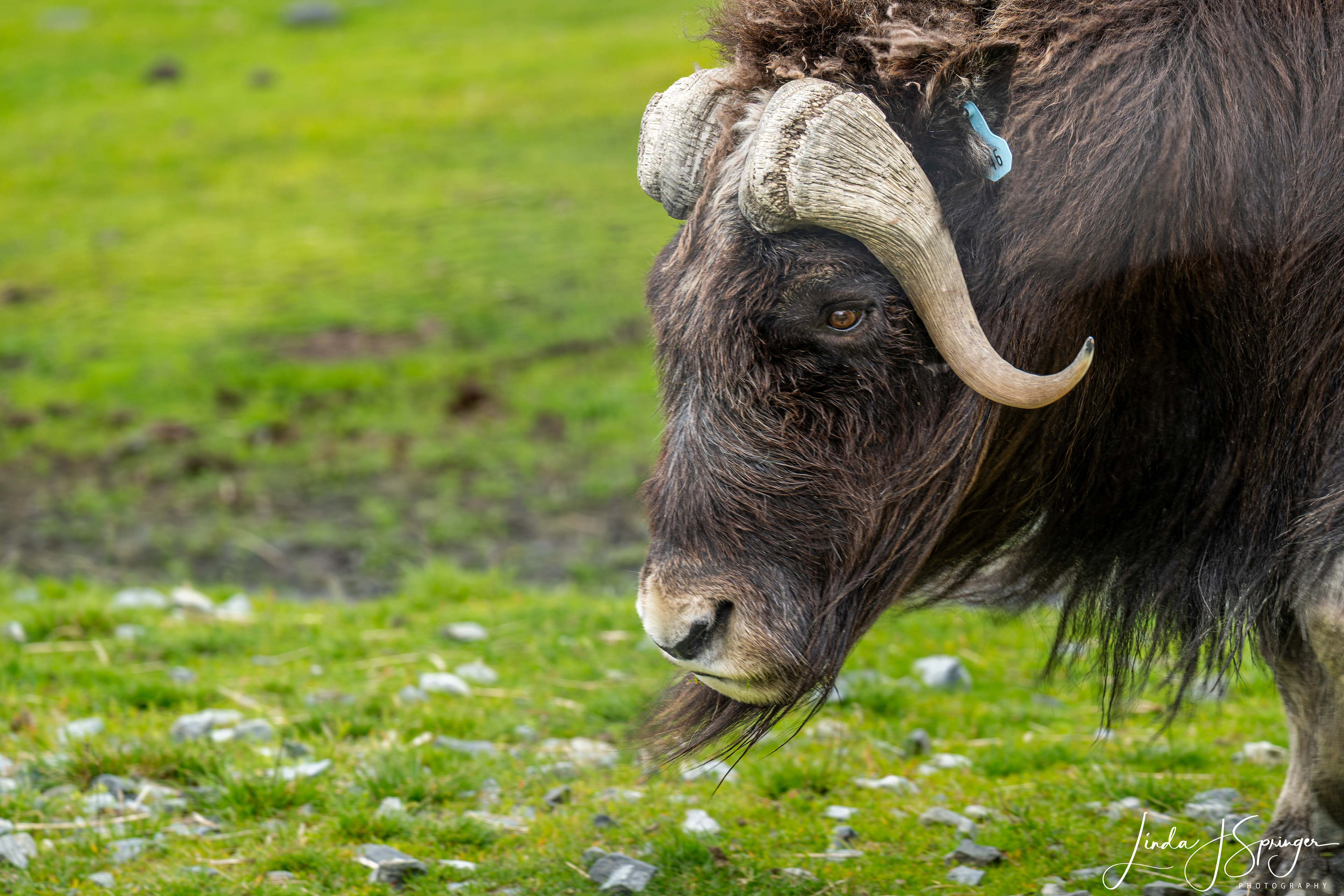 Muskox at Alaska Wildlife Conservation Center