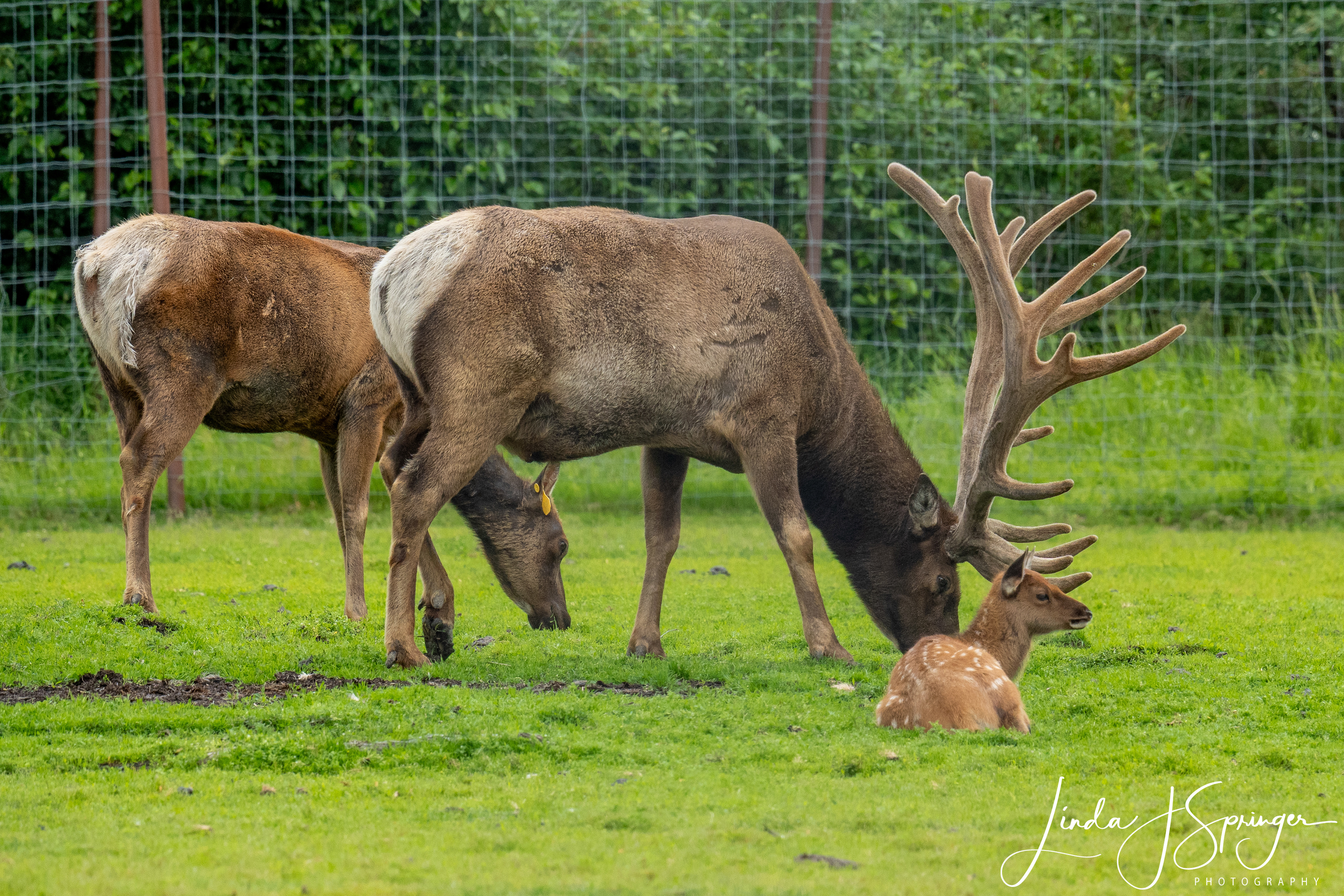 Elk Family at Wildlife Conservation Center