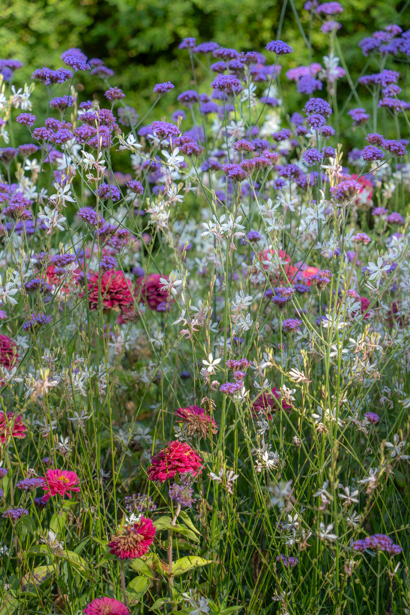 Flowers at Christchurch Botanic Gardens