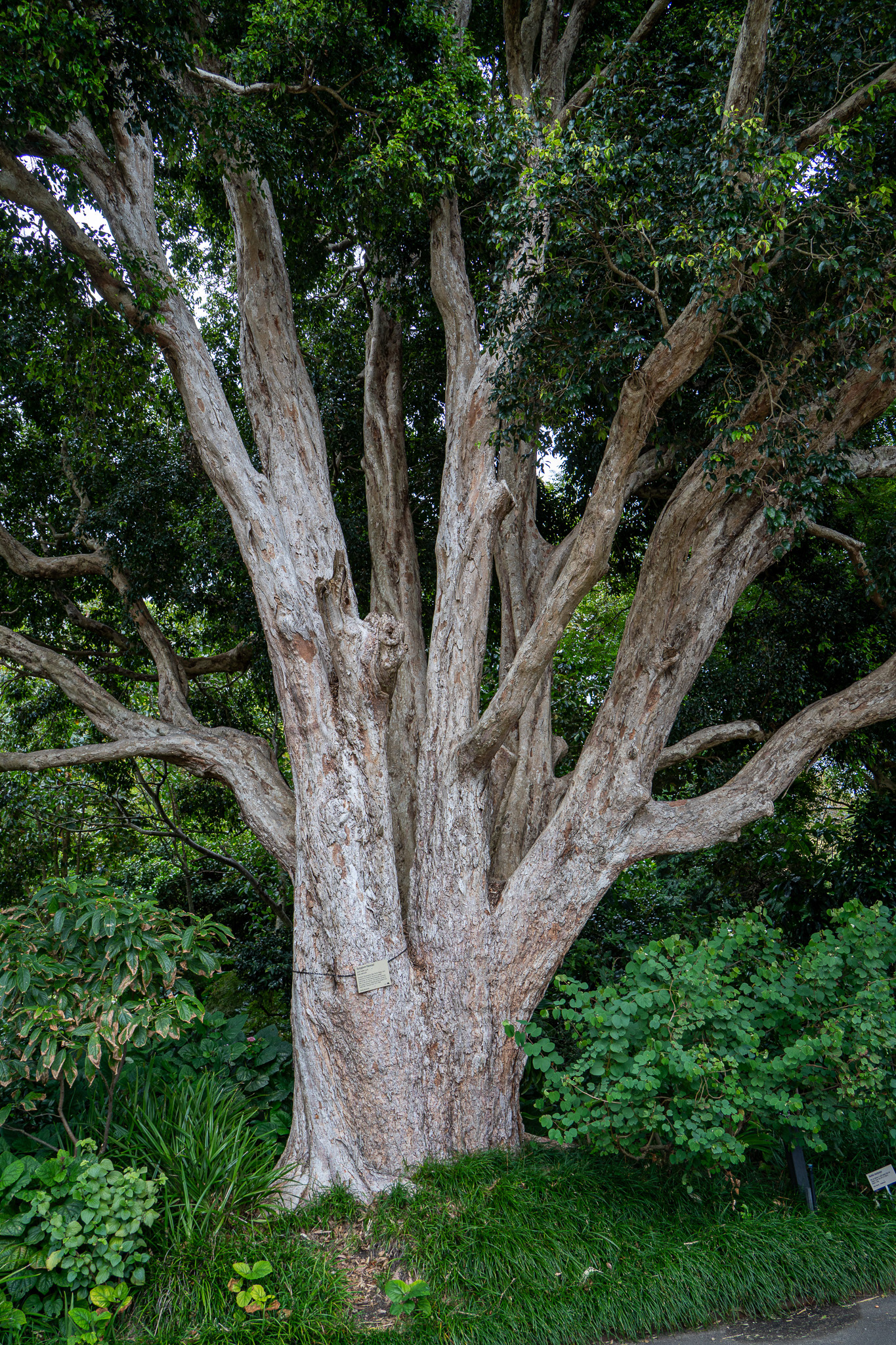 Royal Botanic Gardens