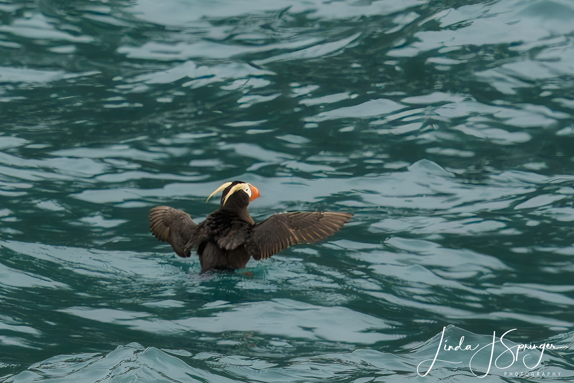 Tufted Puffin