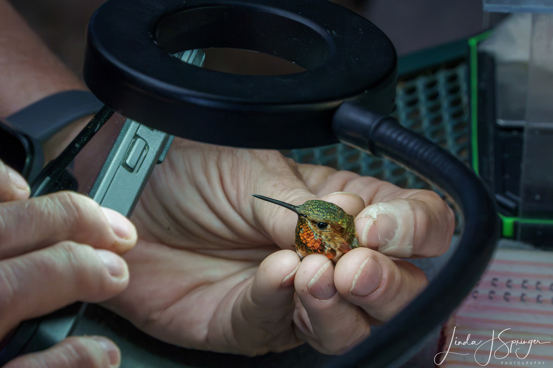 Allen's Hummingbird during banding session