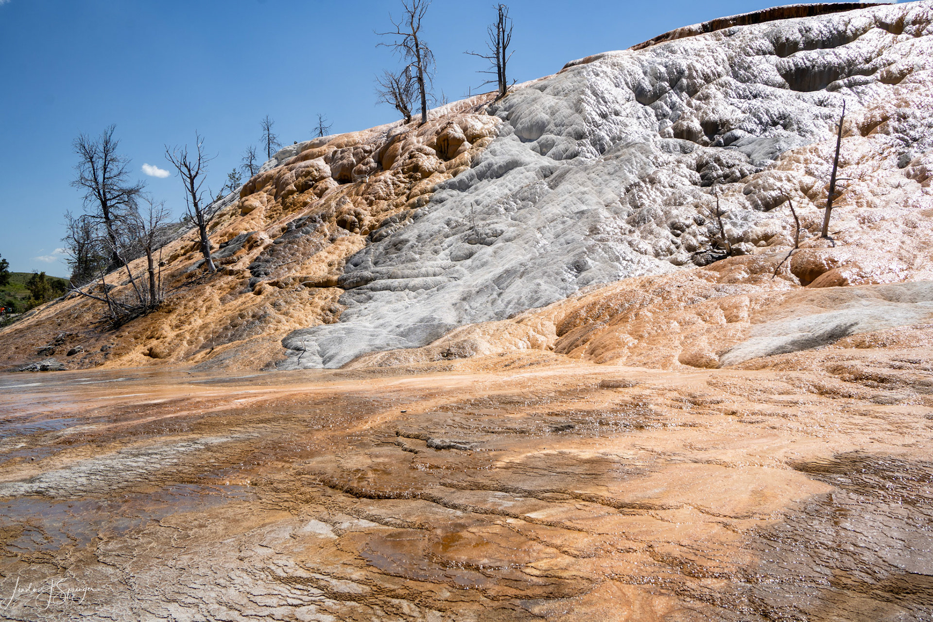 Mammoth Hot Springs