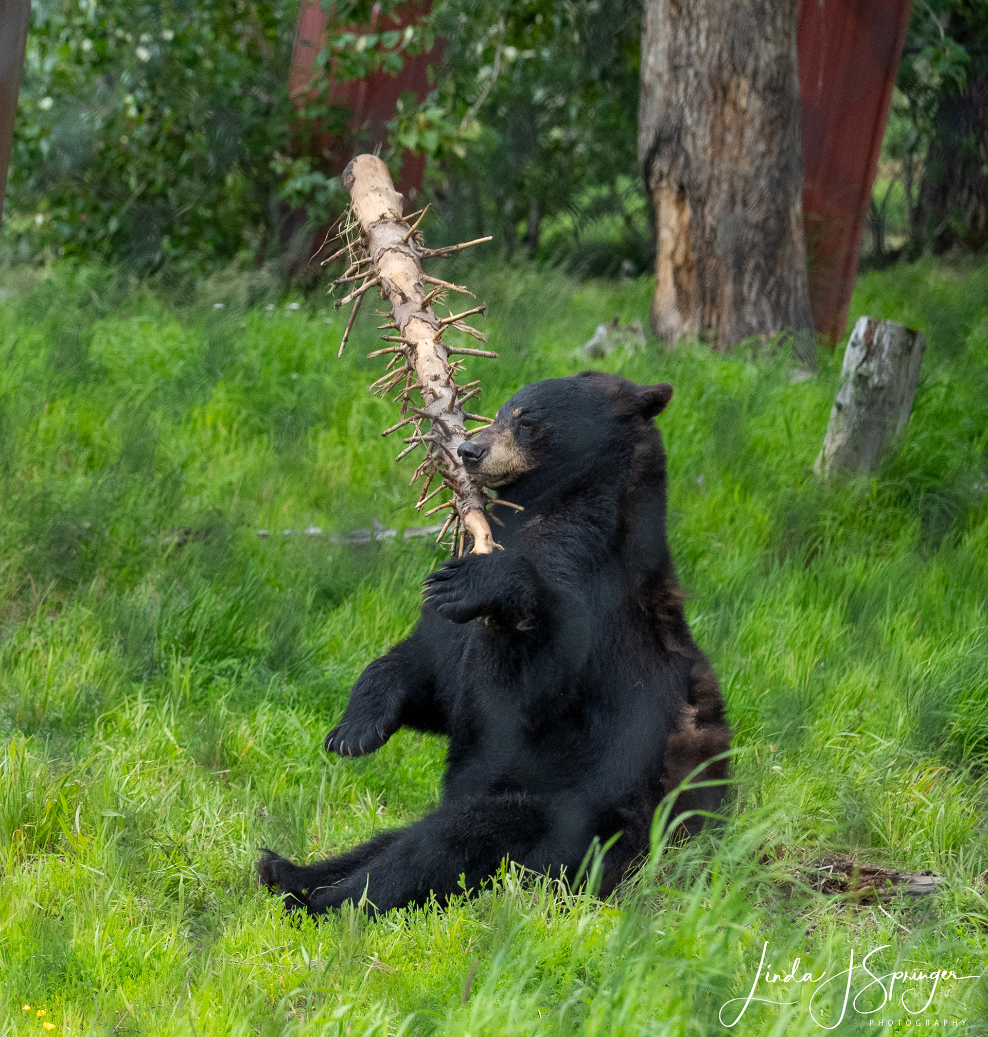 Black Bear at Wildlife Conservation Center