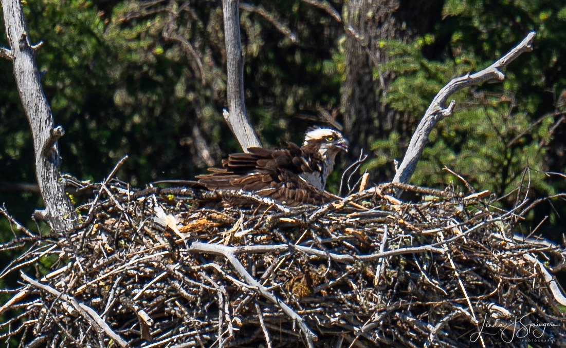 Osprey