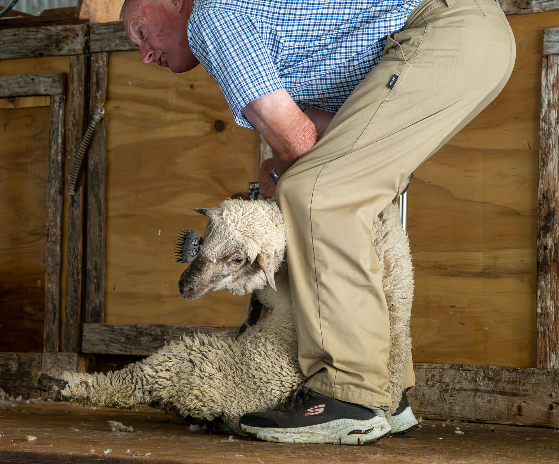 Lamb being sheared at Manderley Sheep Farm