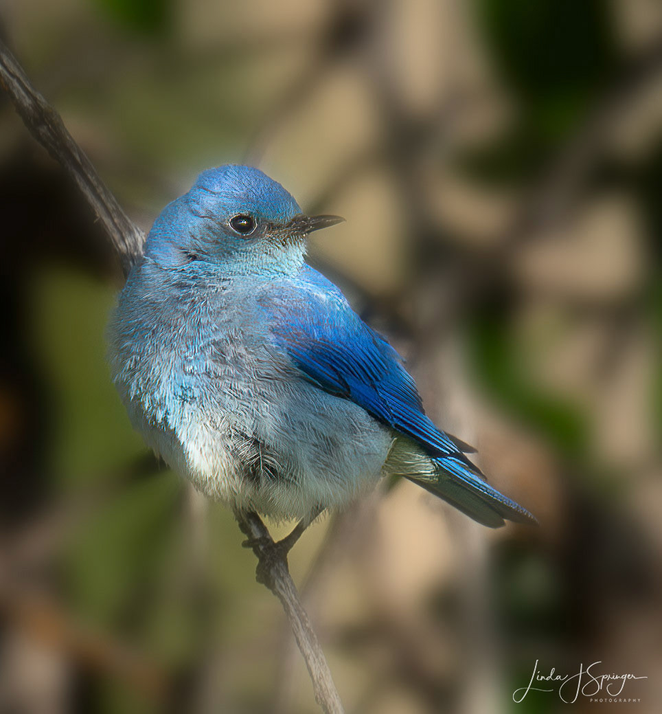 Mountain Bluebird