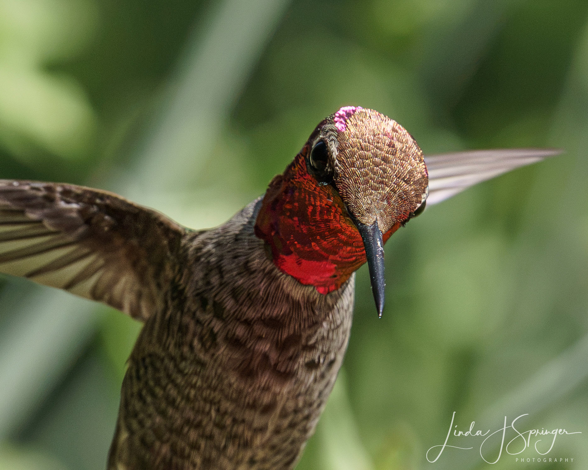 Anna's Hummingbird