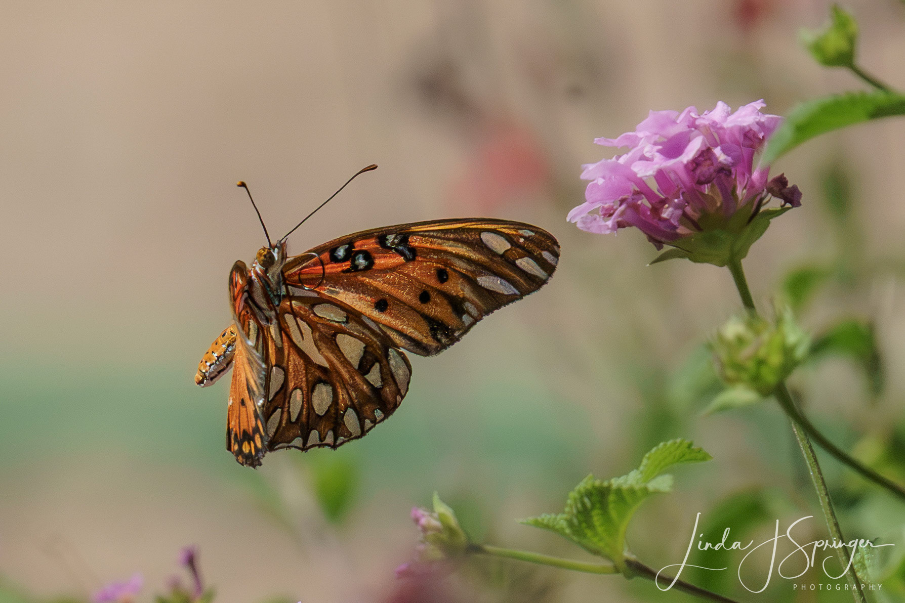 Gulf Fritillary Butterfly