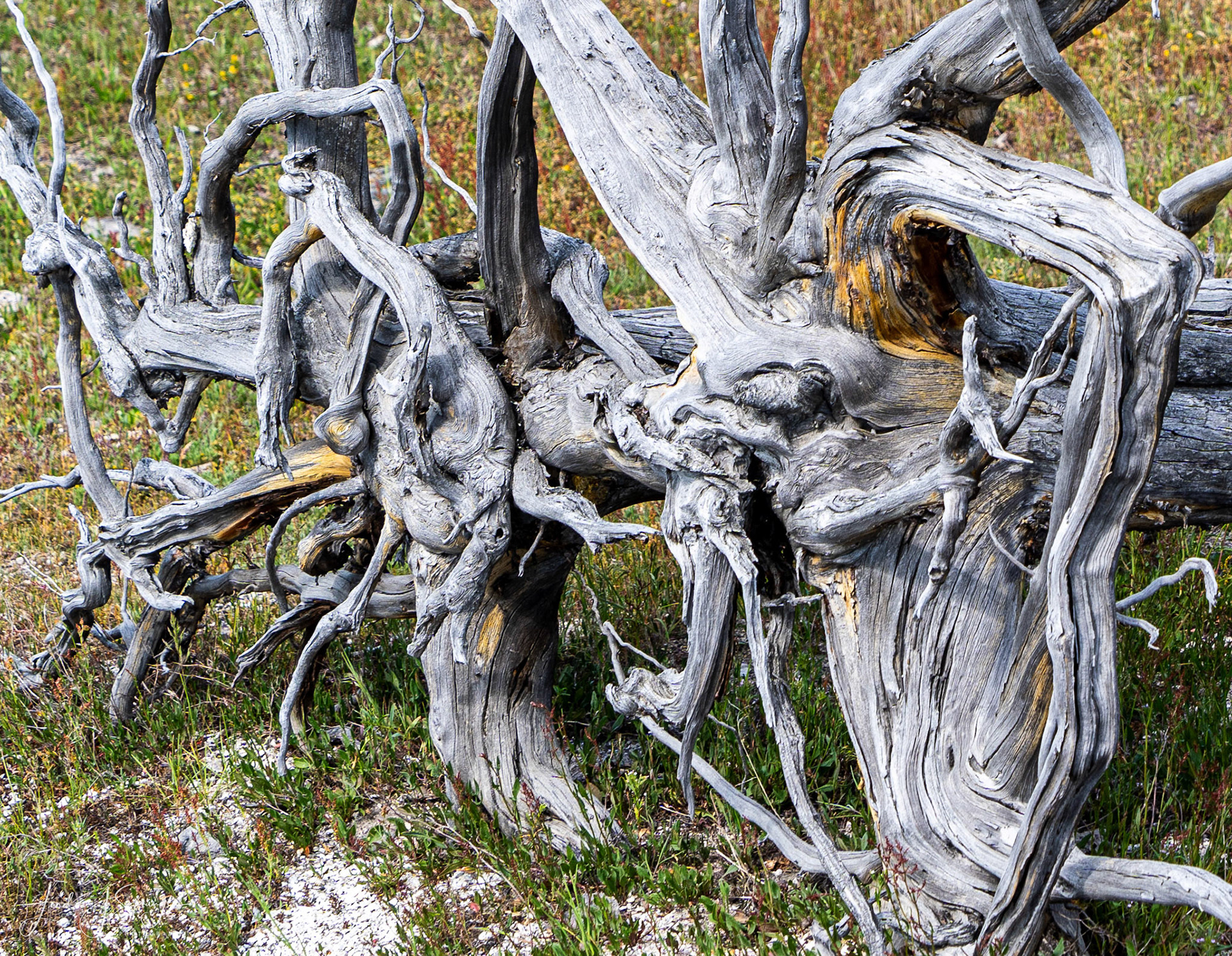 Gnarled