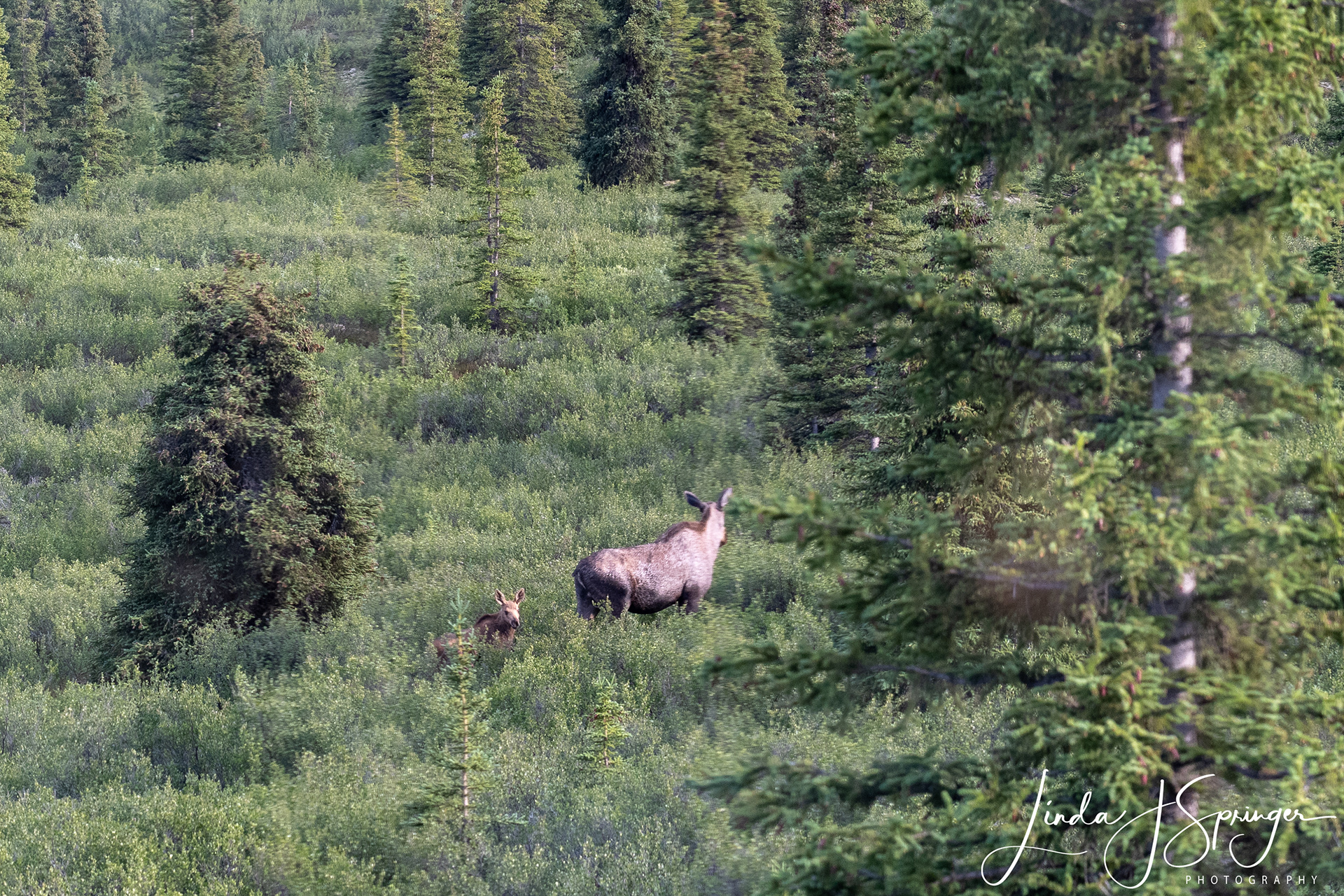Moose and Calf