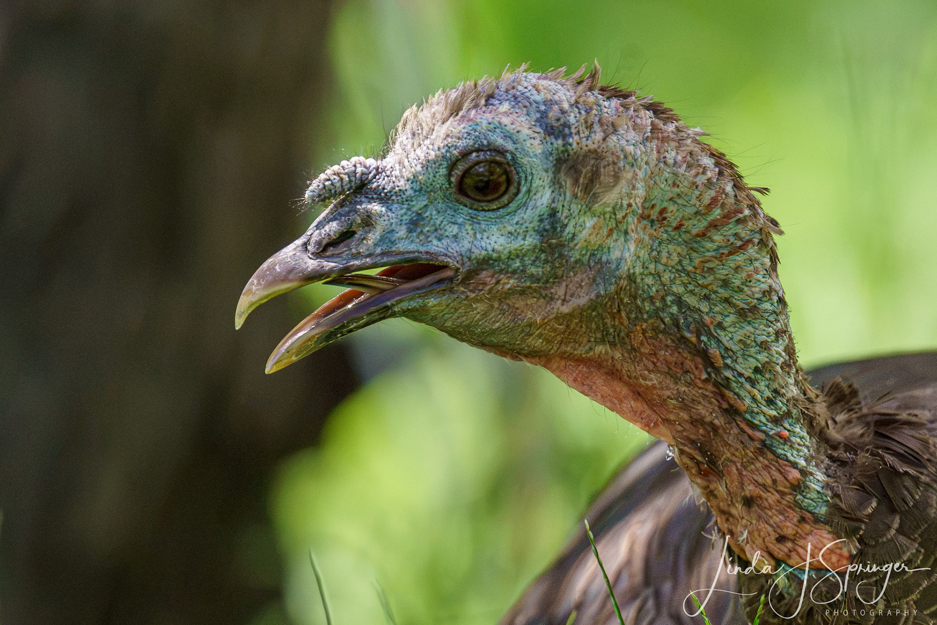 Turkey