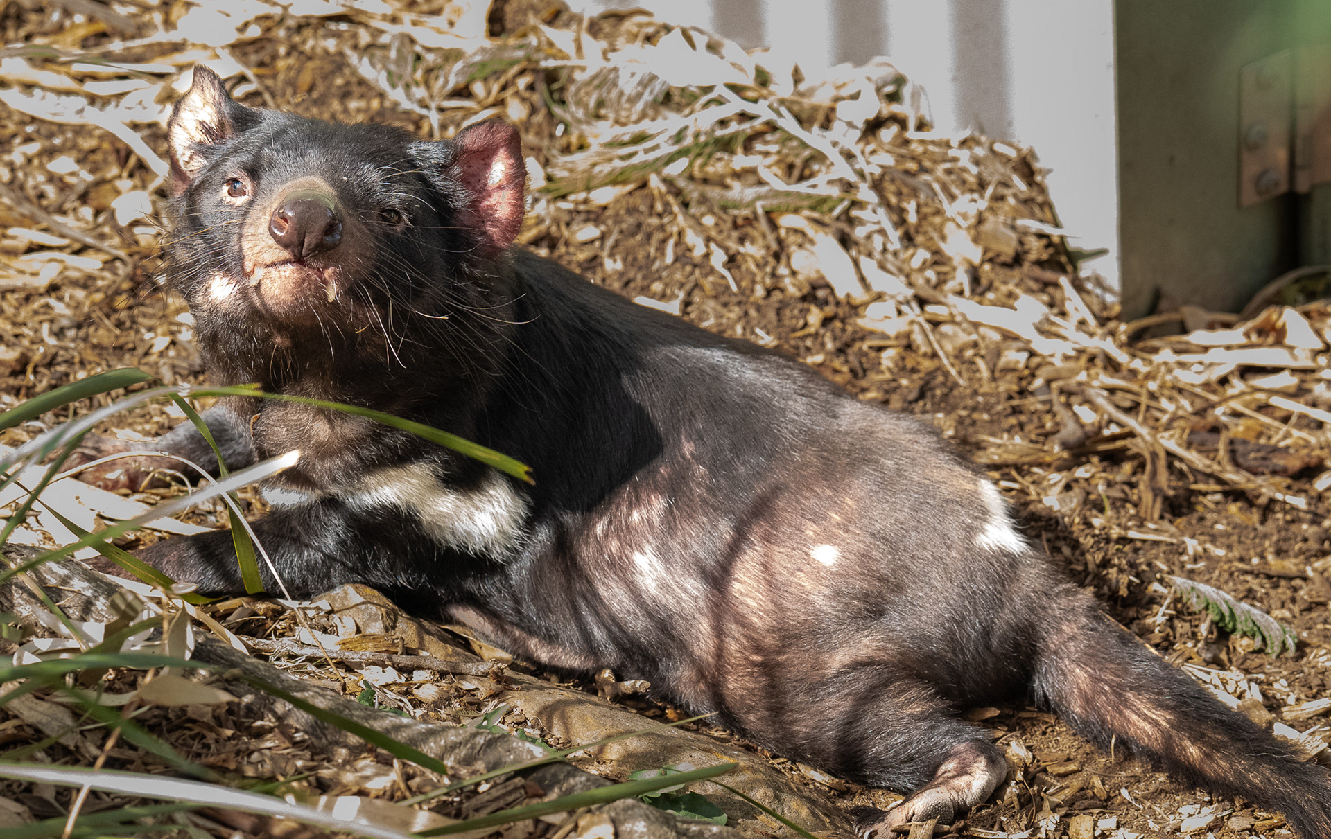 Tasmanian Devil at Bonorong Wildlife Sanctuary