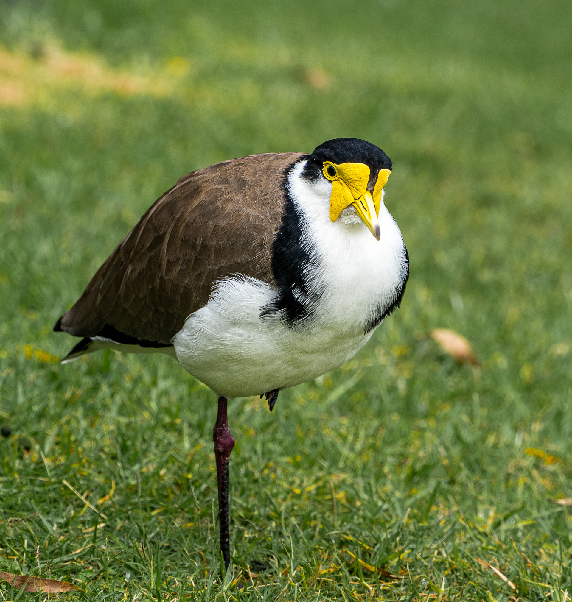 Masked Lapwing in Royal Botanic Gardens