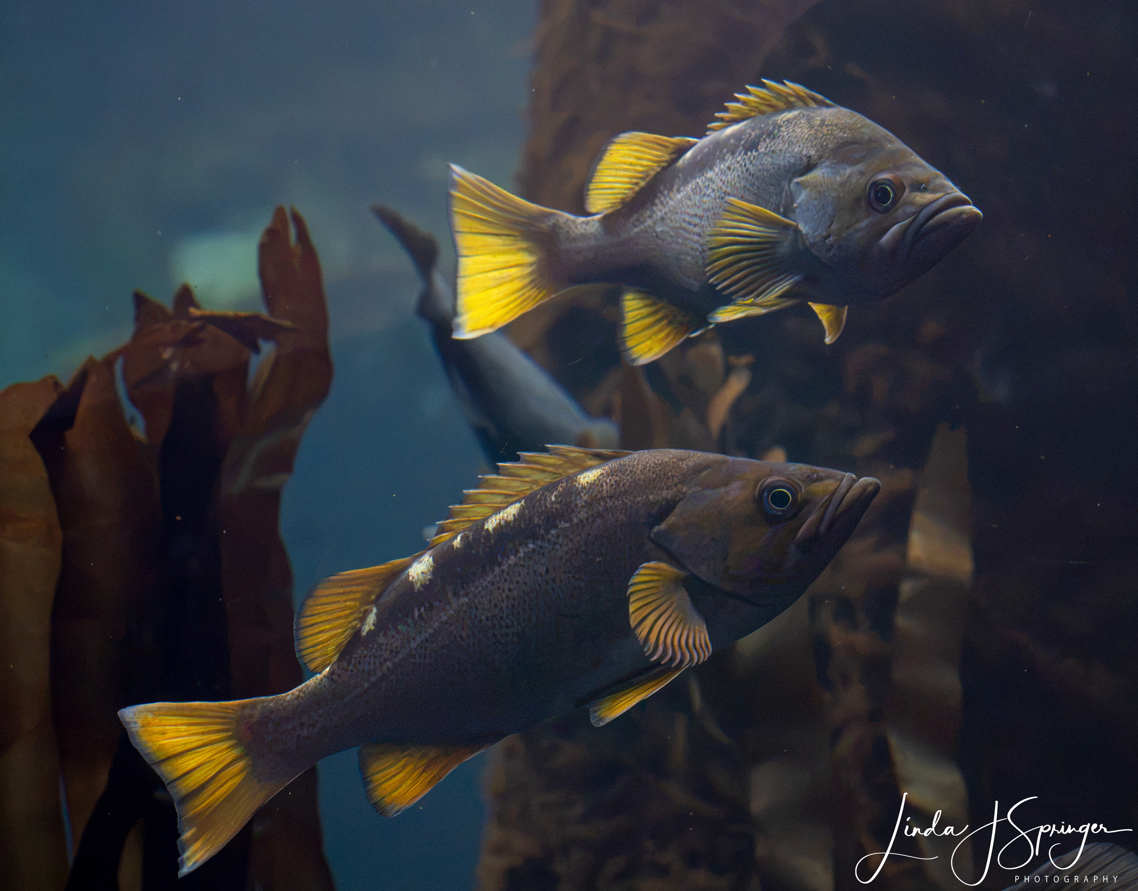 Alaska SeaLife Center