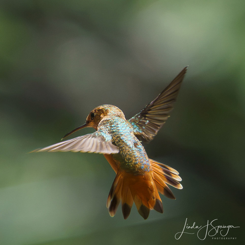 Allen's Hummingbird