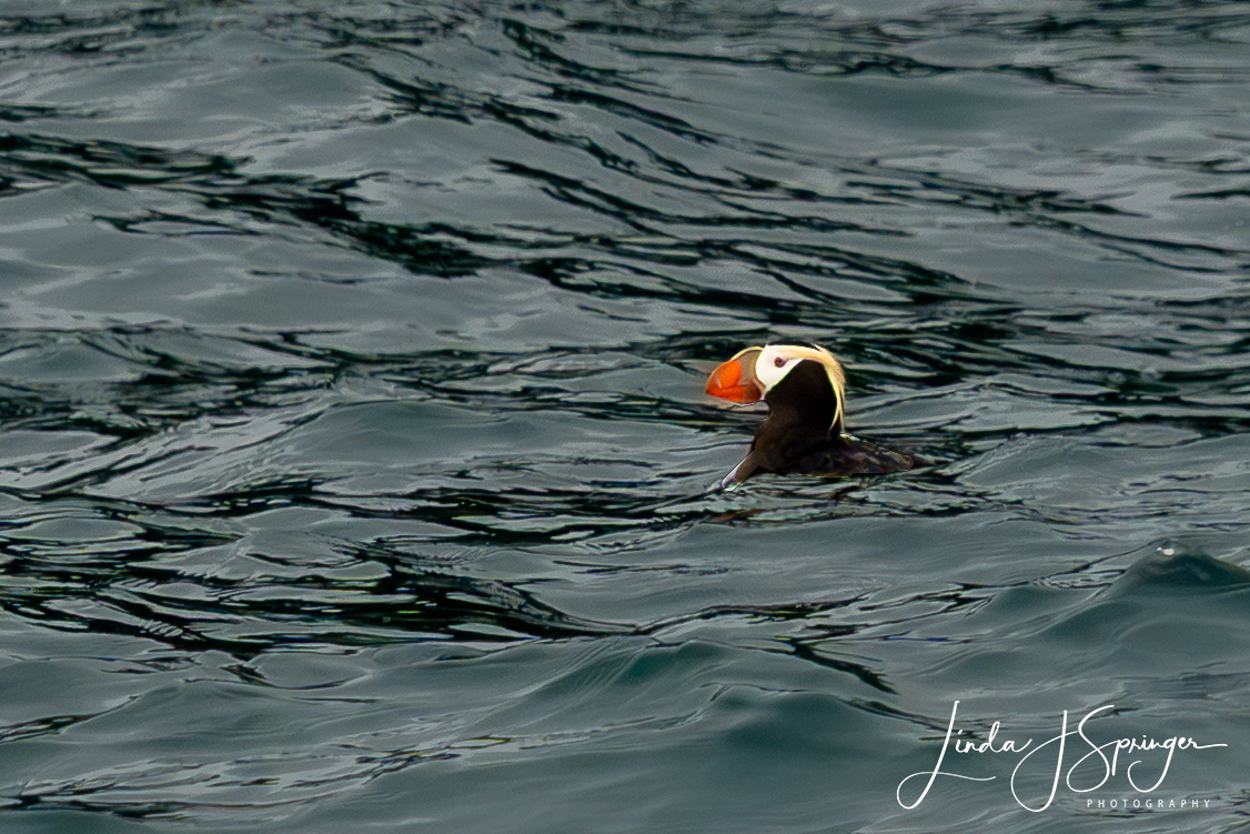 Tufted Puffin