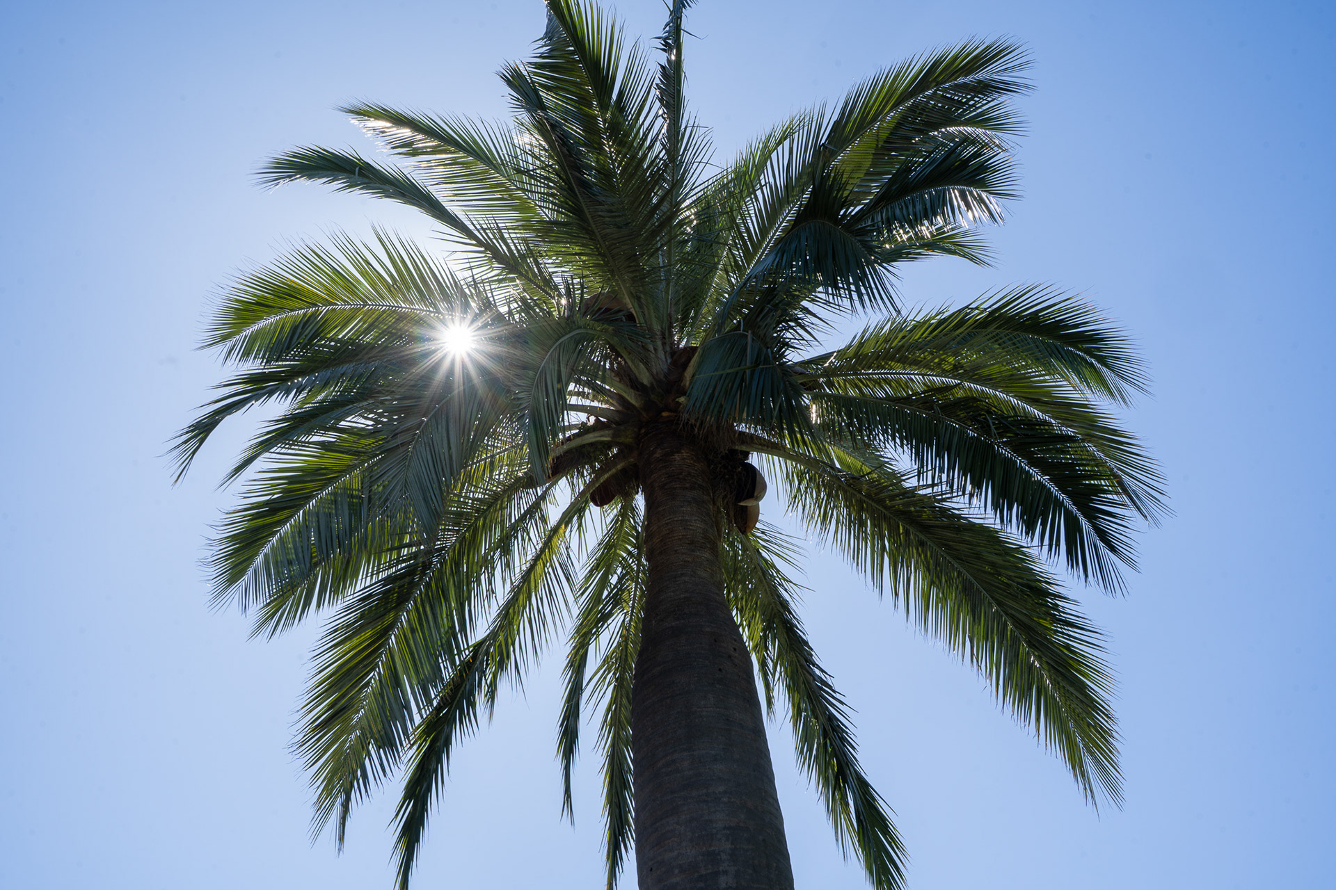 Palm in Royal Botanic Gardens