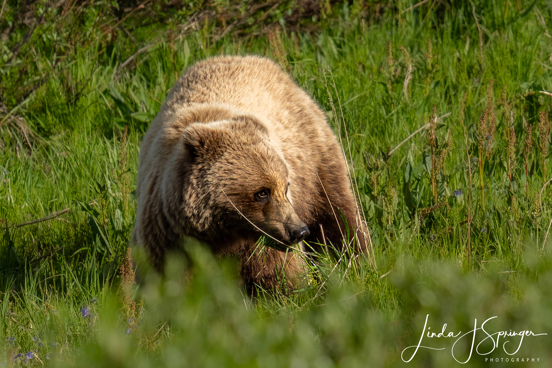Grizzly Bear