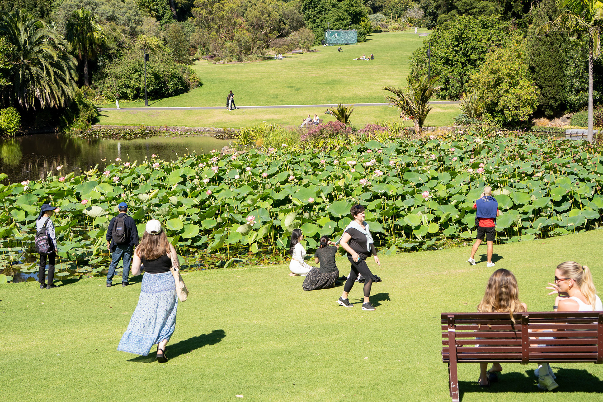 Lotus Pond in Royal Botanic Gardens