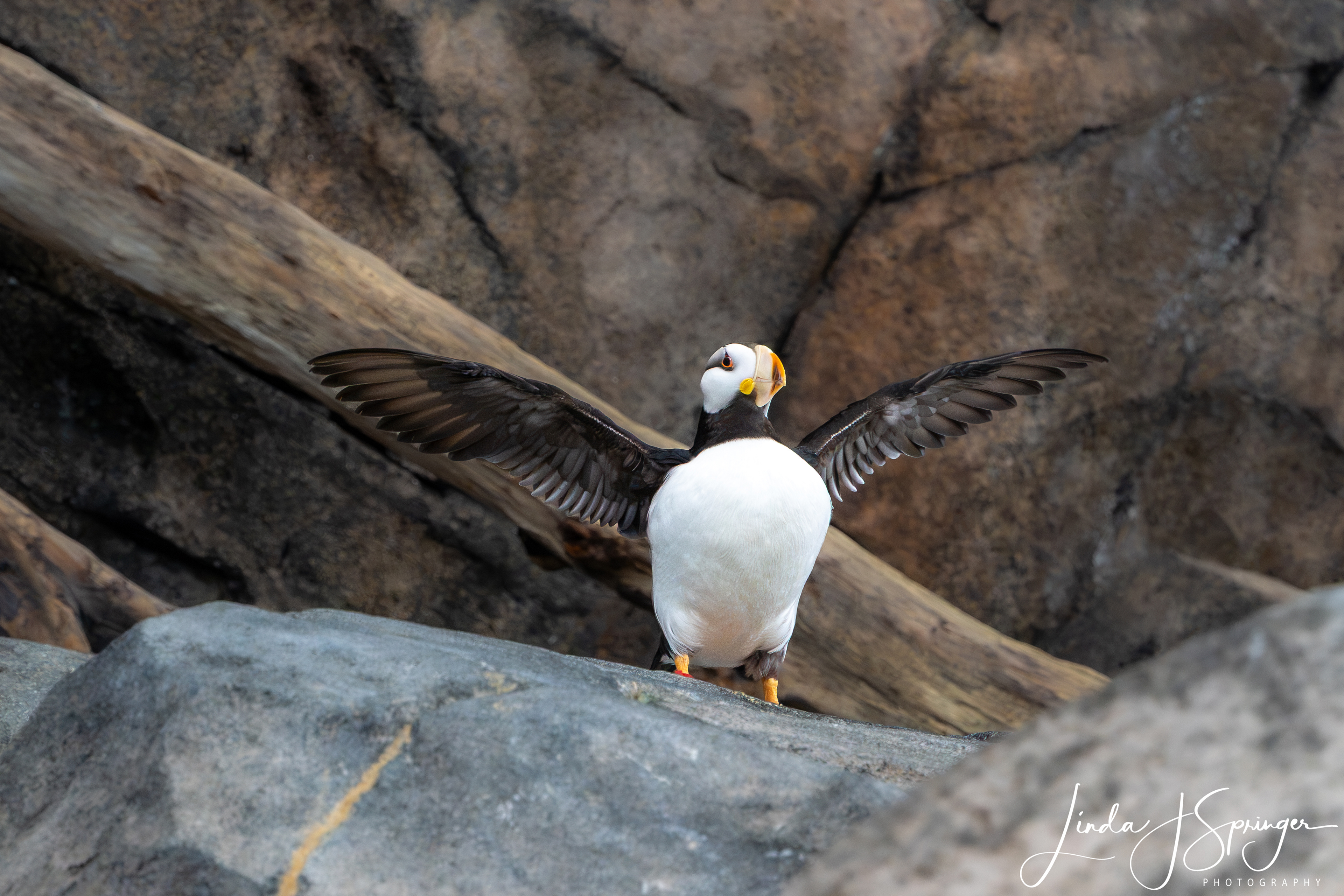 Horned Puffin at the Alaska SeaLife Center