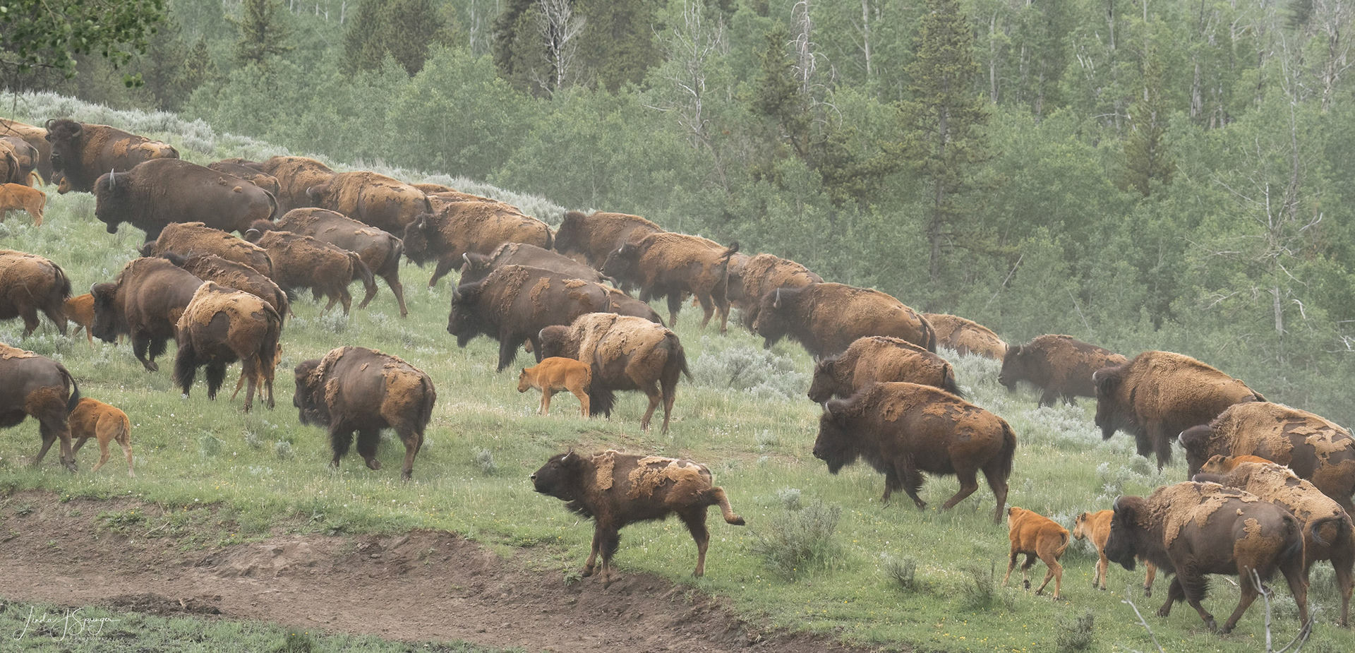 Bison Stampede