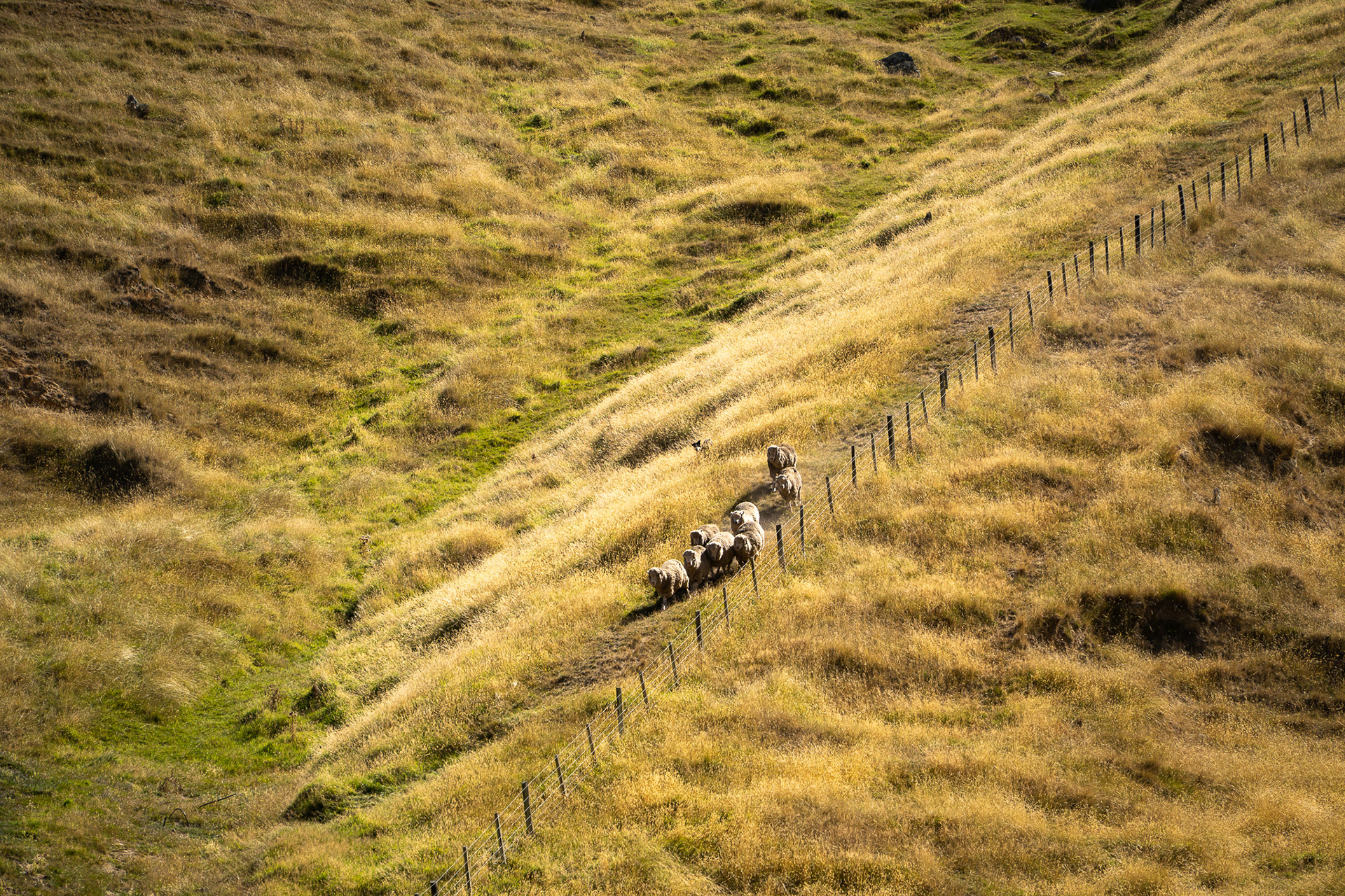 Sheep being herded down the hill