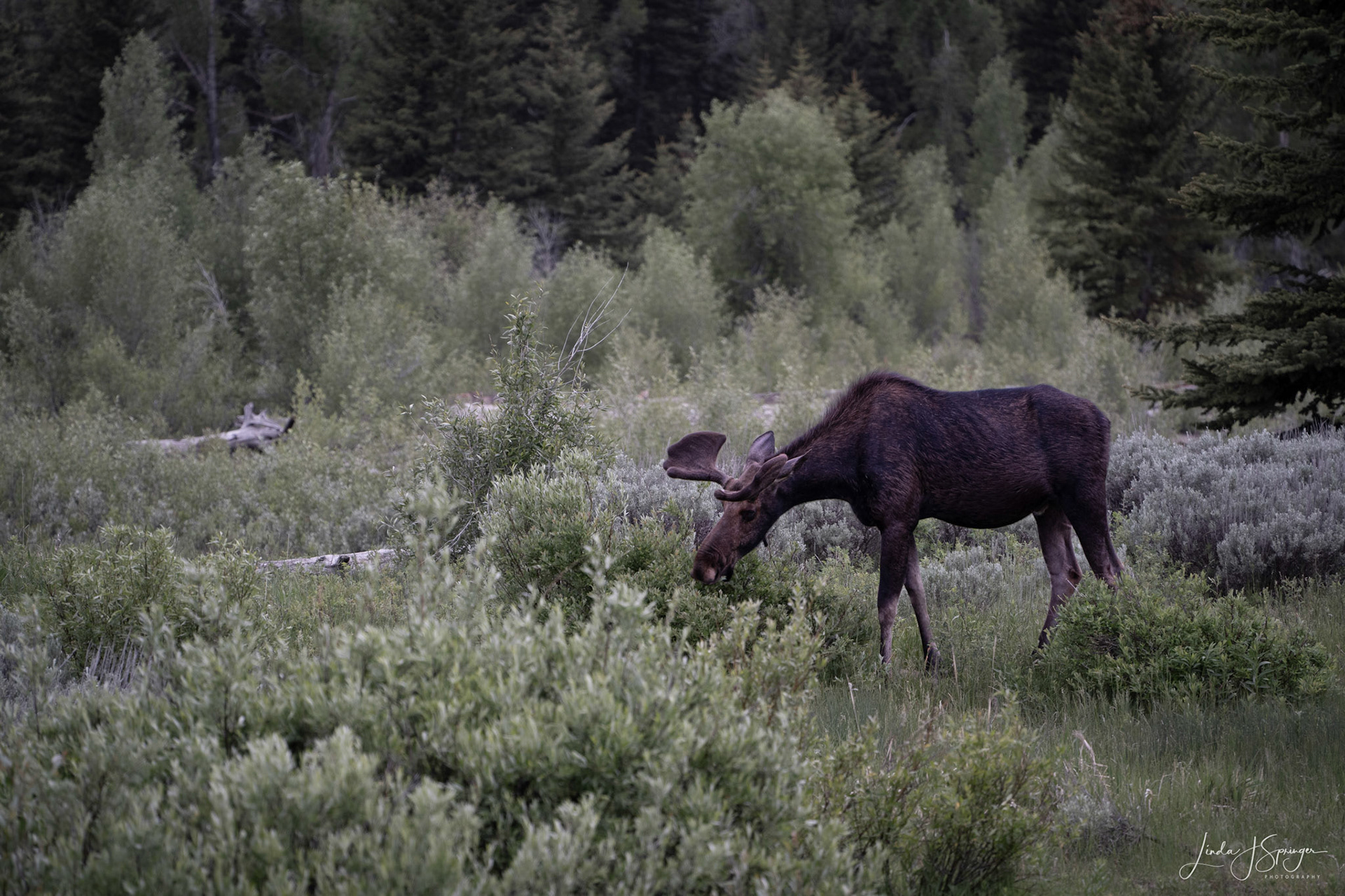 Grazing moose at Schwabacher Landing