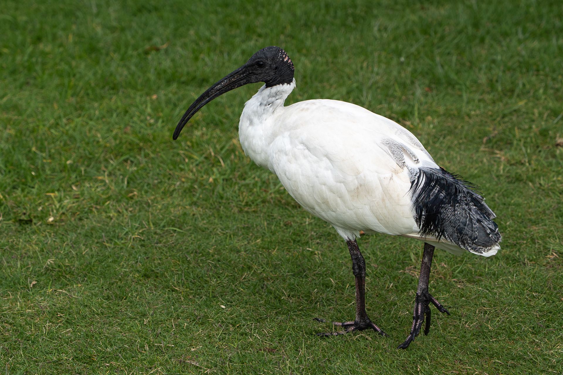 Australian Ibis in Royal Botanic Gardens