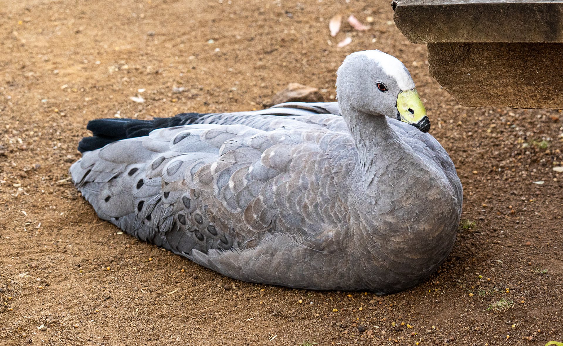 Bonorong Wildlife Sanctuary