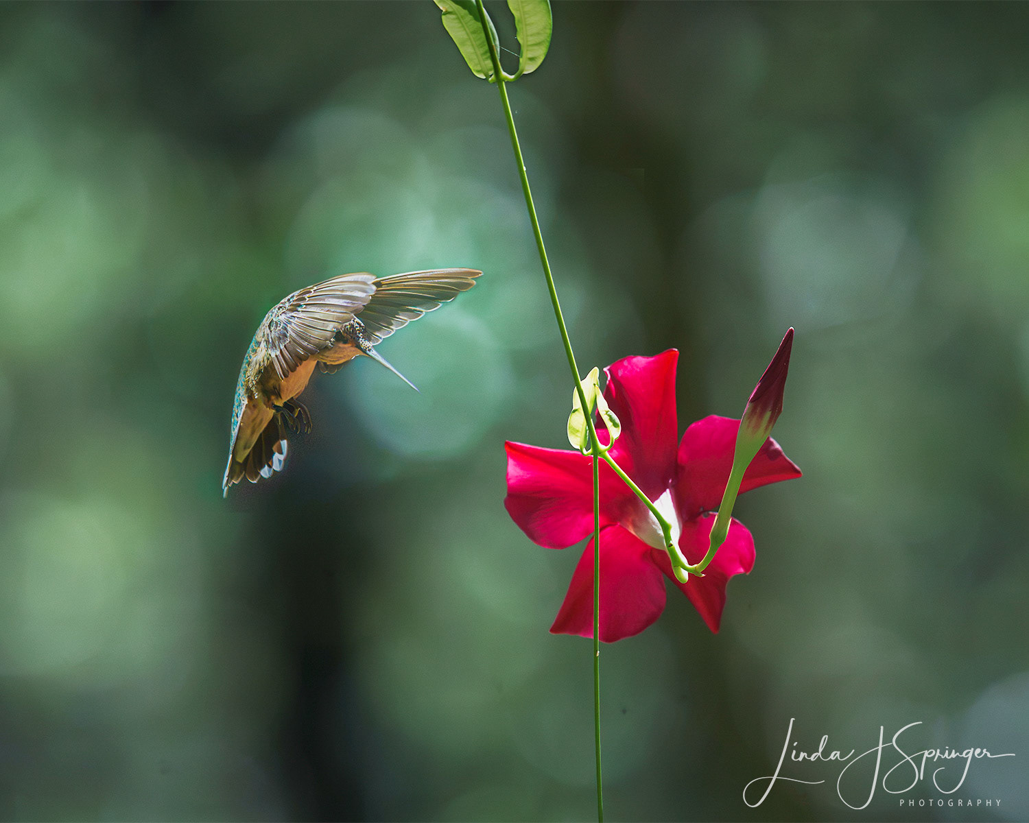 Broad-billed Hummingbird