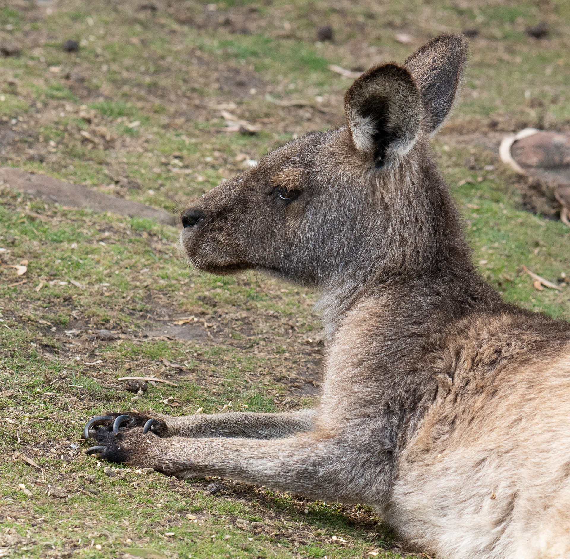 Kangaroo at Bonorong Wildlife Sanctuary