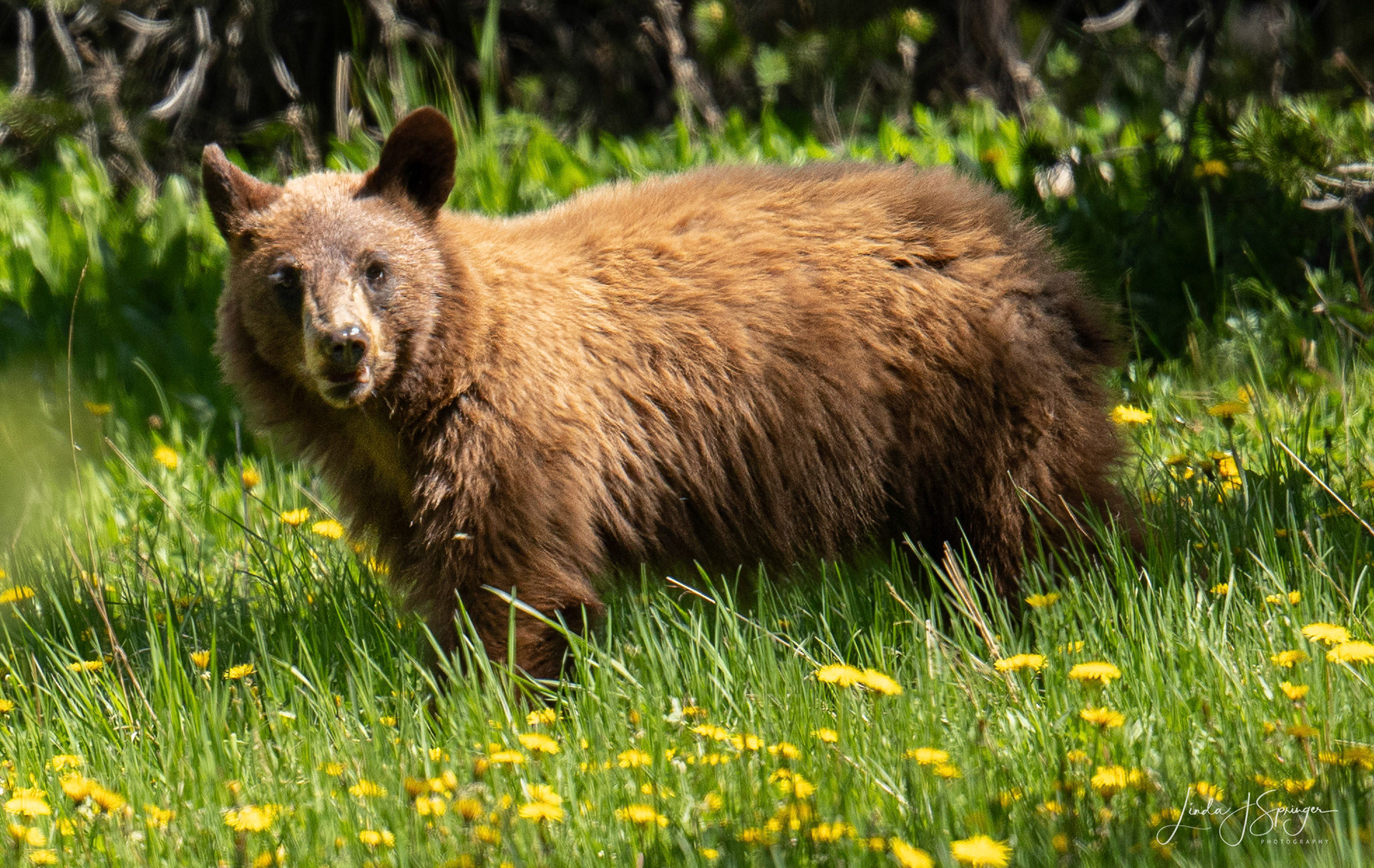 Black Bear