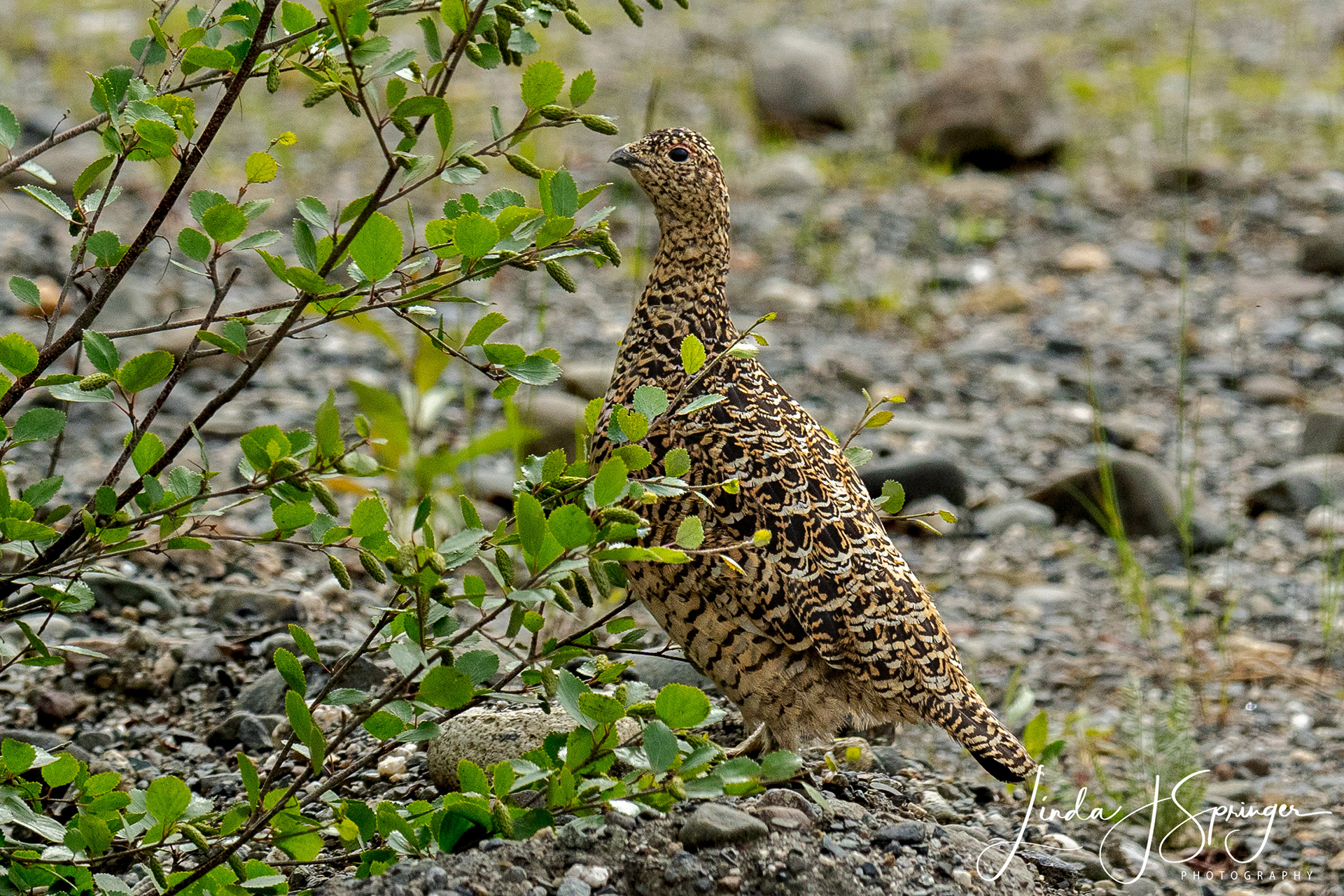 Willow Ptarmigan - Alaska's state bird