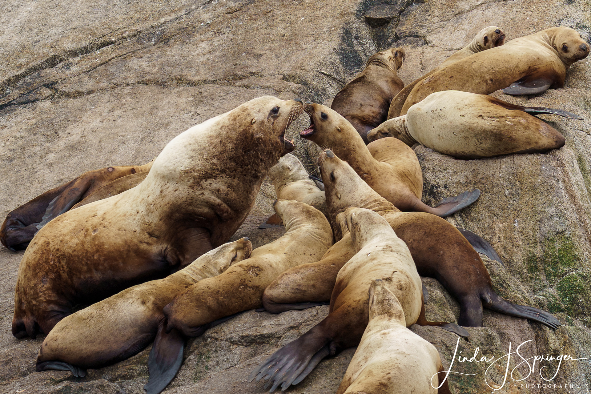 Steller Sea Lions