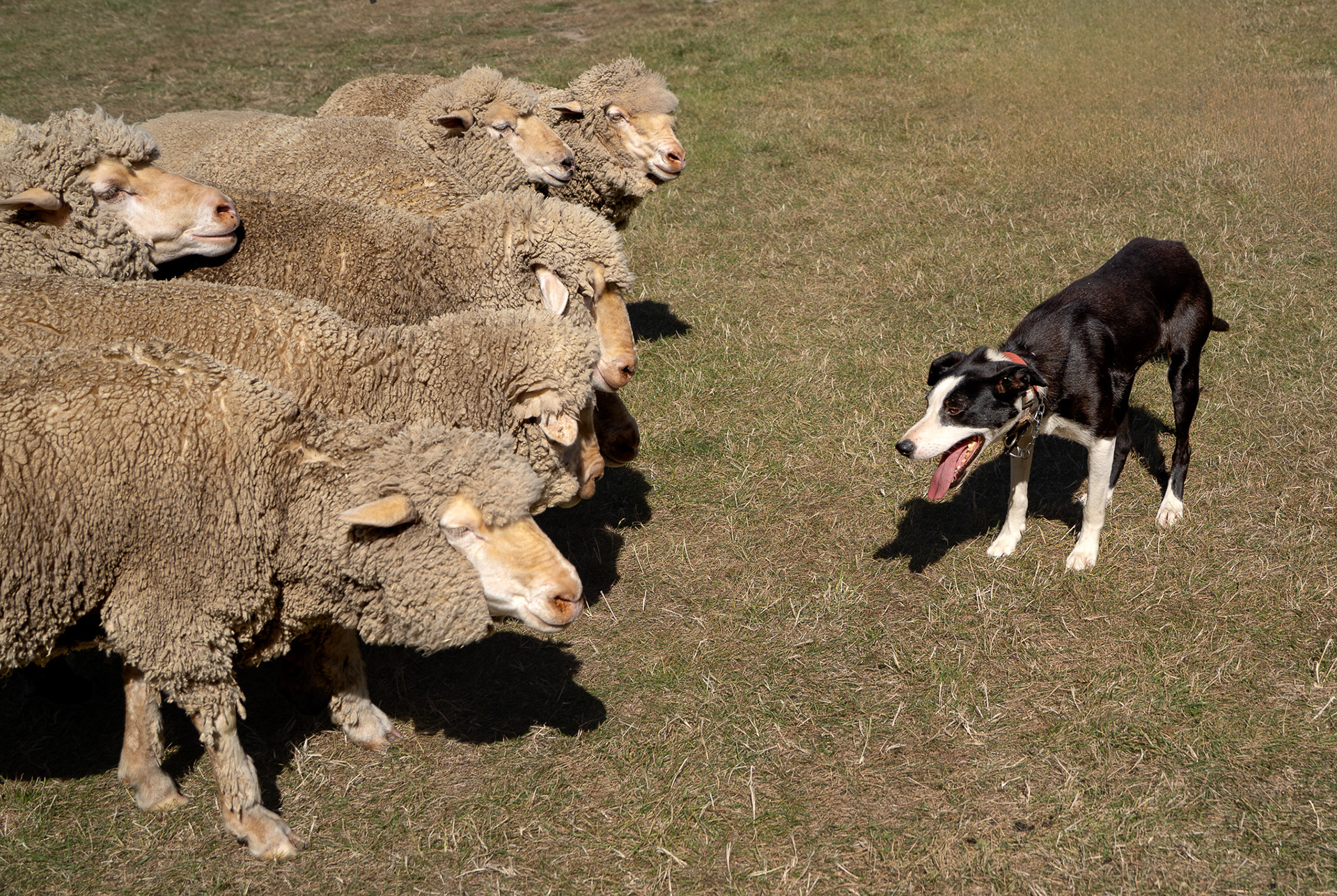 Manderley Sheep Farm