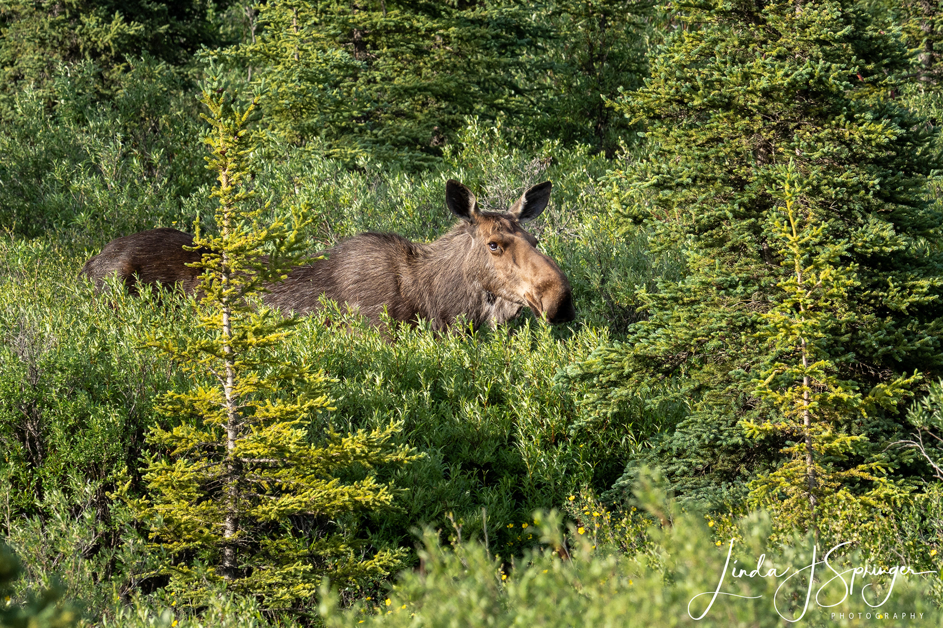 Moose