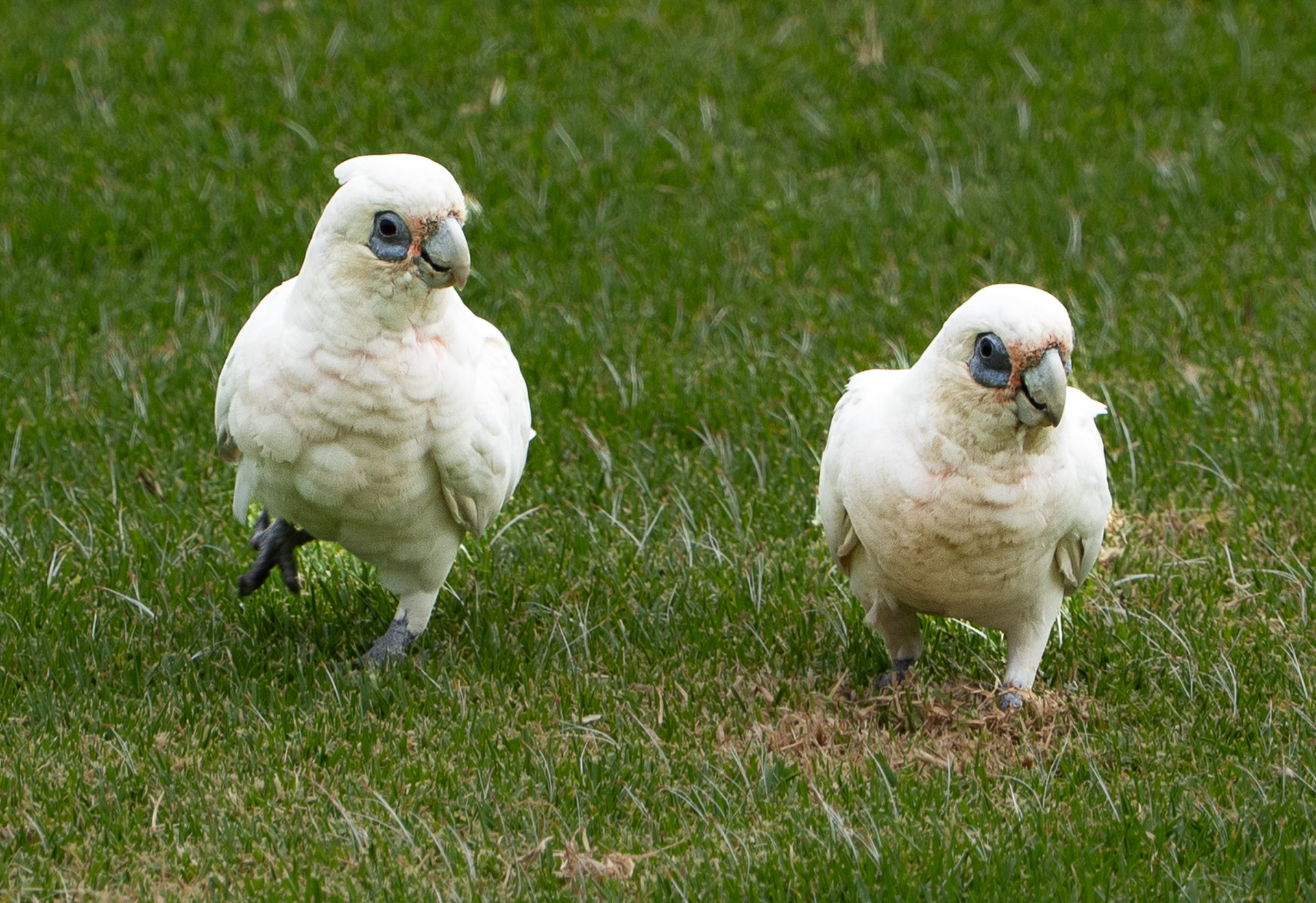 Corellas in Royal Botanic Gardens