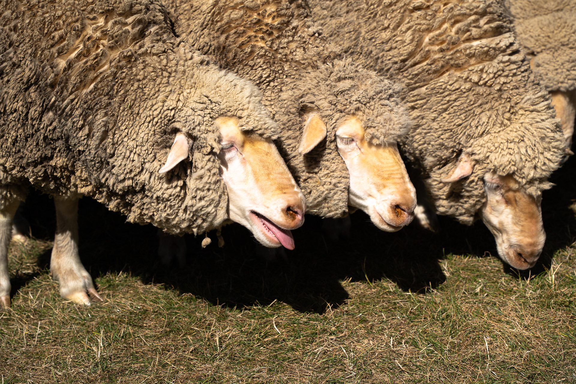 Manderley Sheep Farm