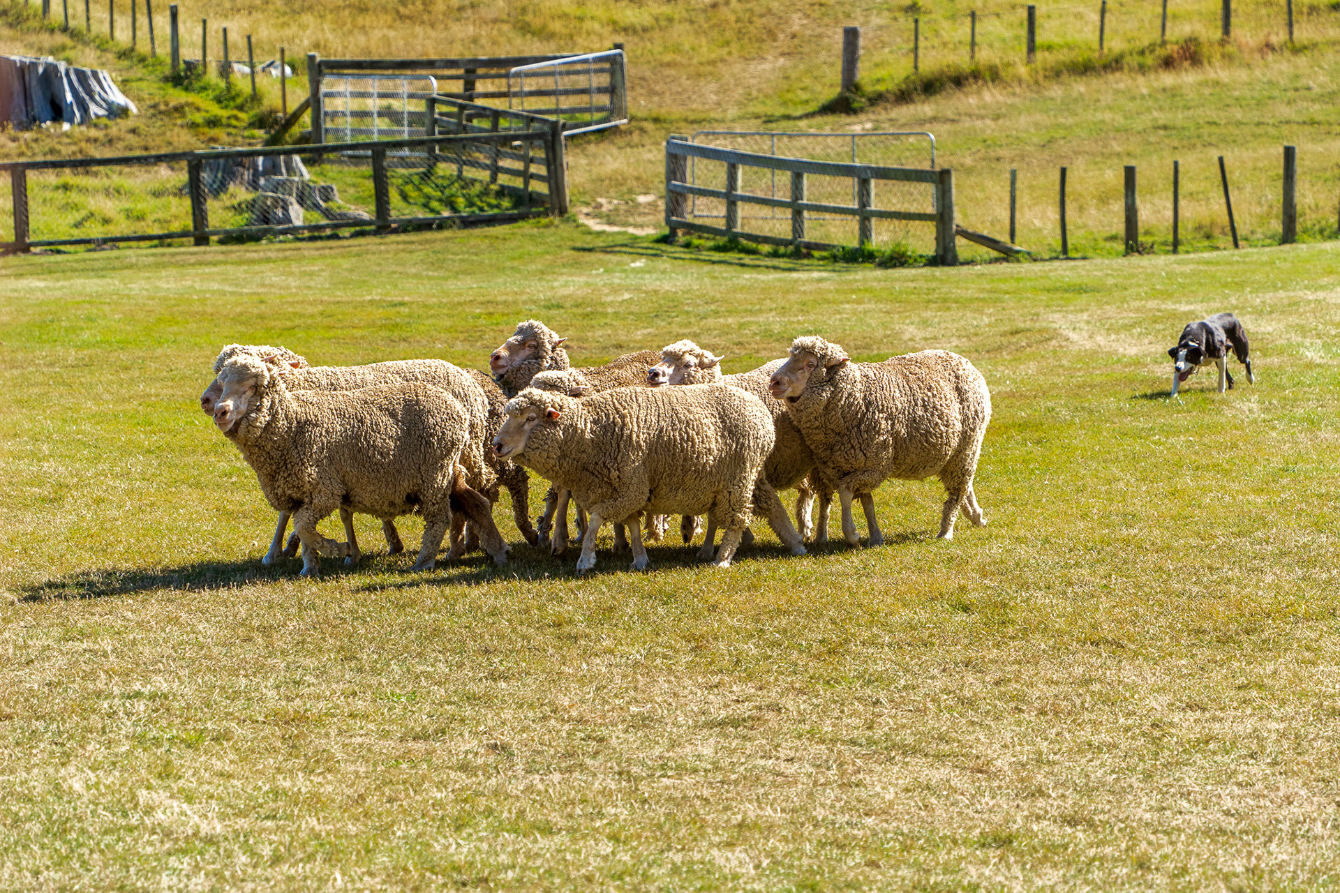 Sheep being herded into pen by sheepdog