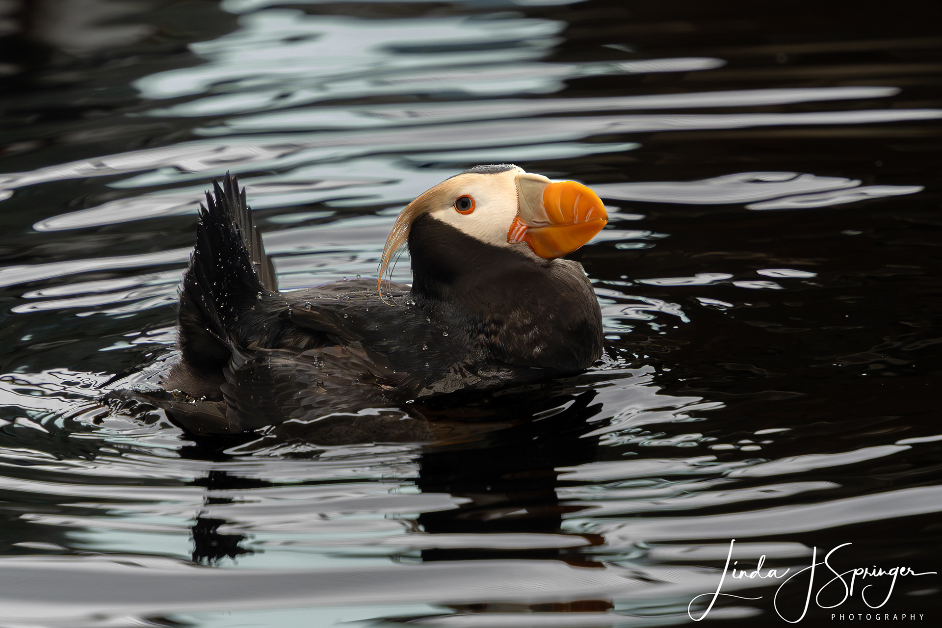 Tufted Puffin at the Alaska SeaLife Center